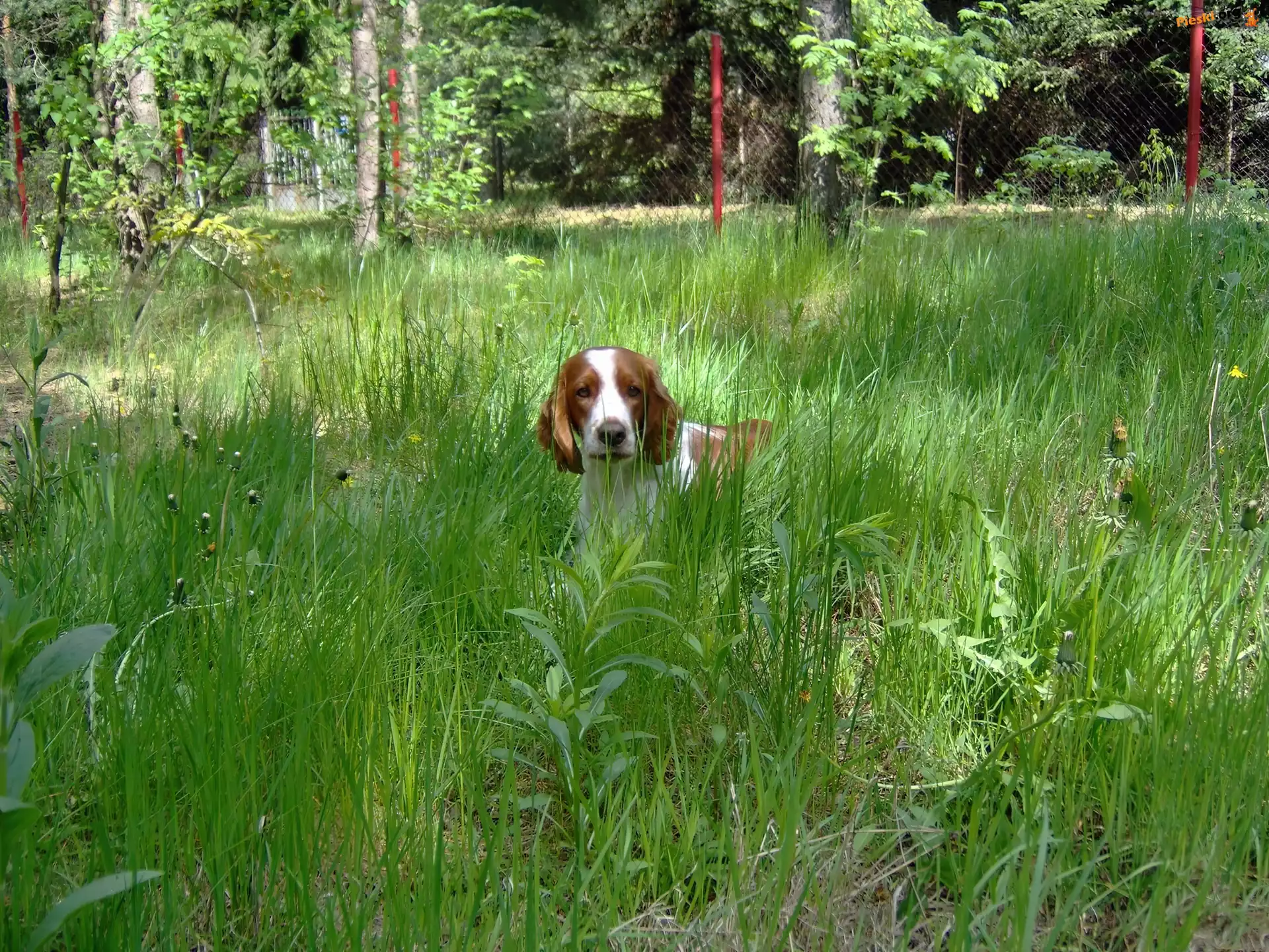 trawa, wysoka, Springer spaniel walijski