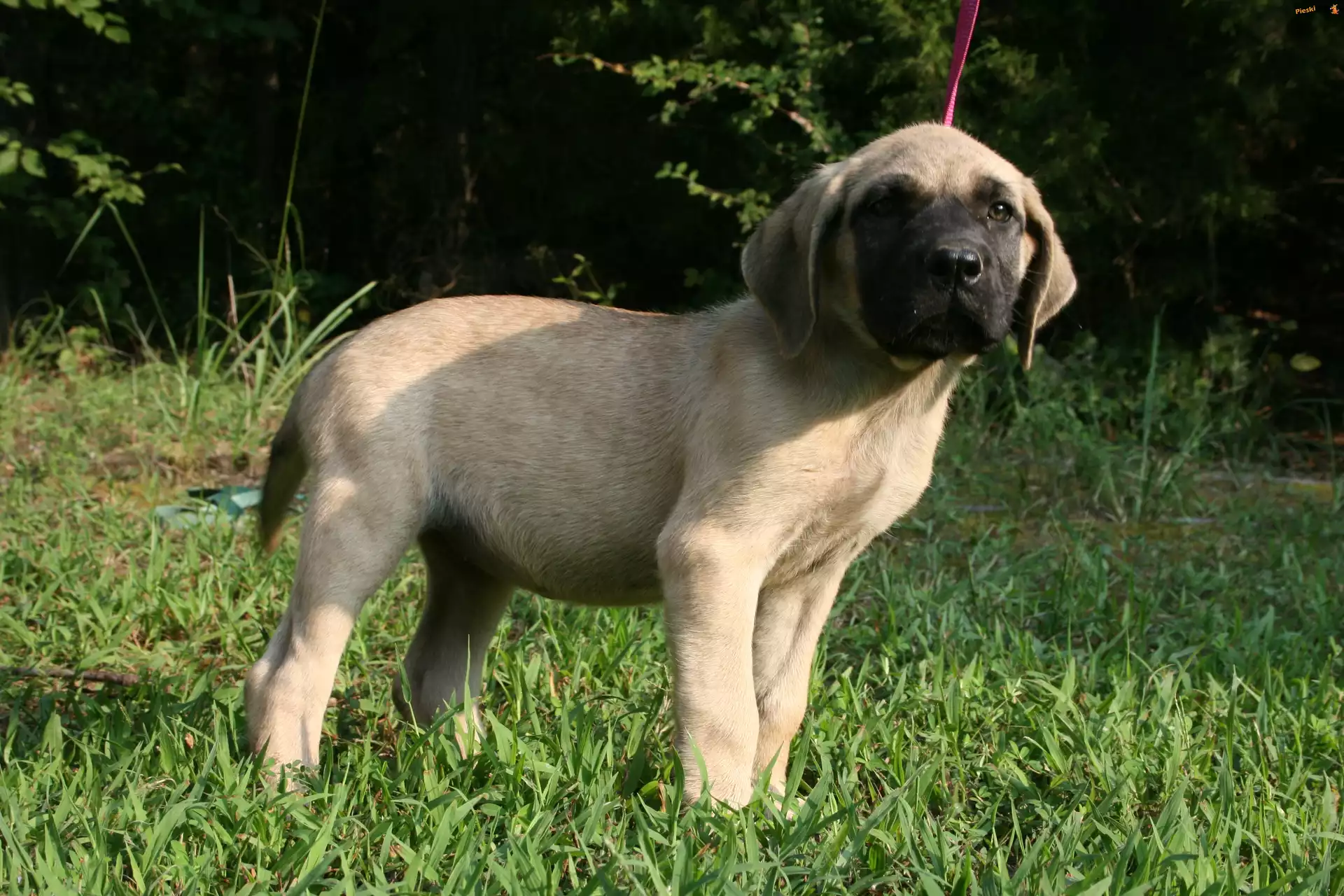 młody, Mastif angielski, Mastiff