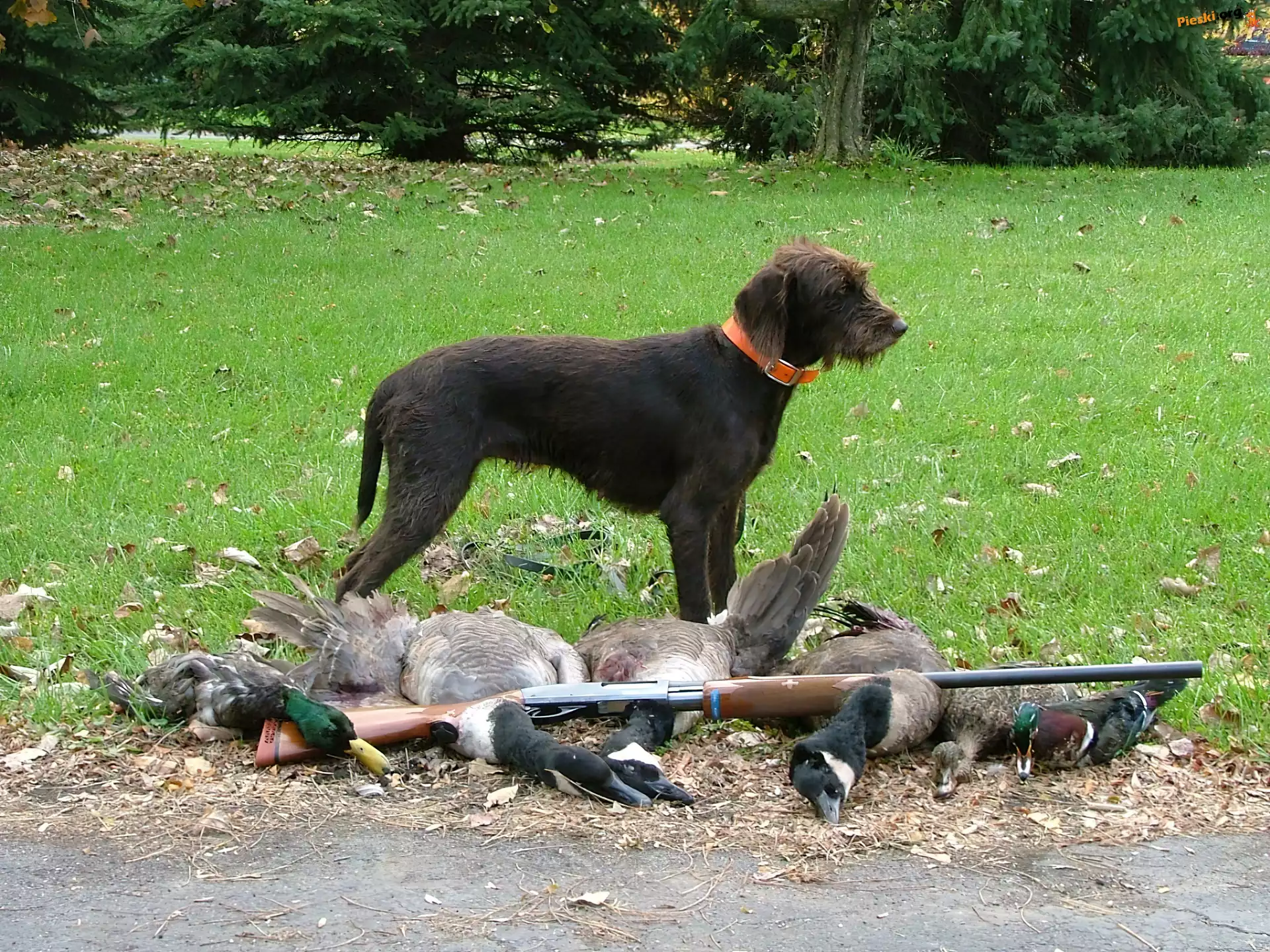kaczki, zabite, Pudel Pointer, strzelba