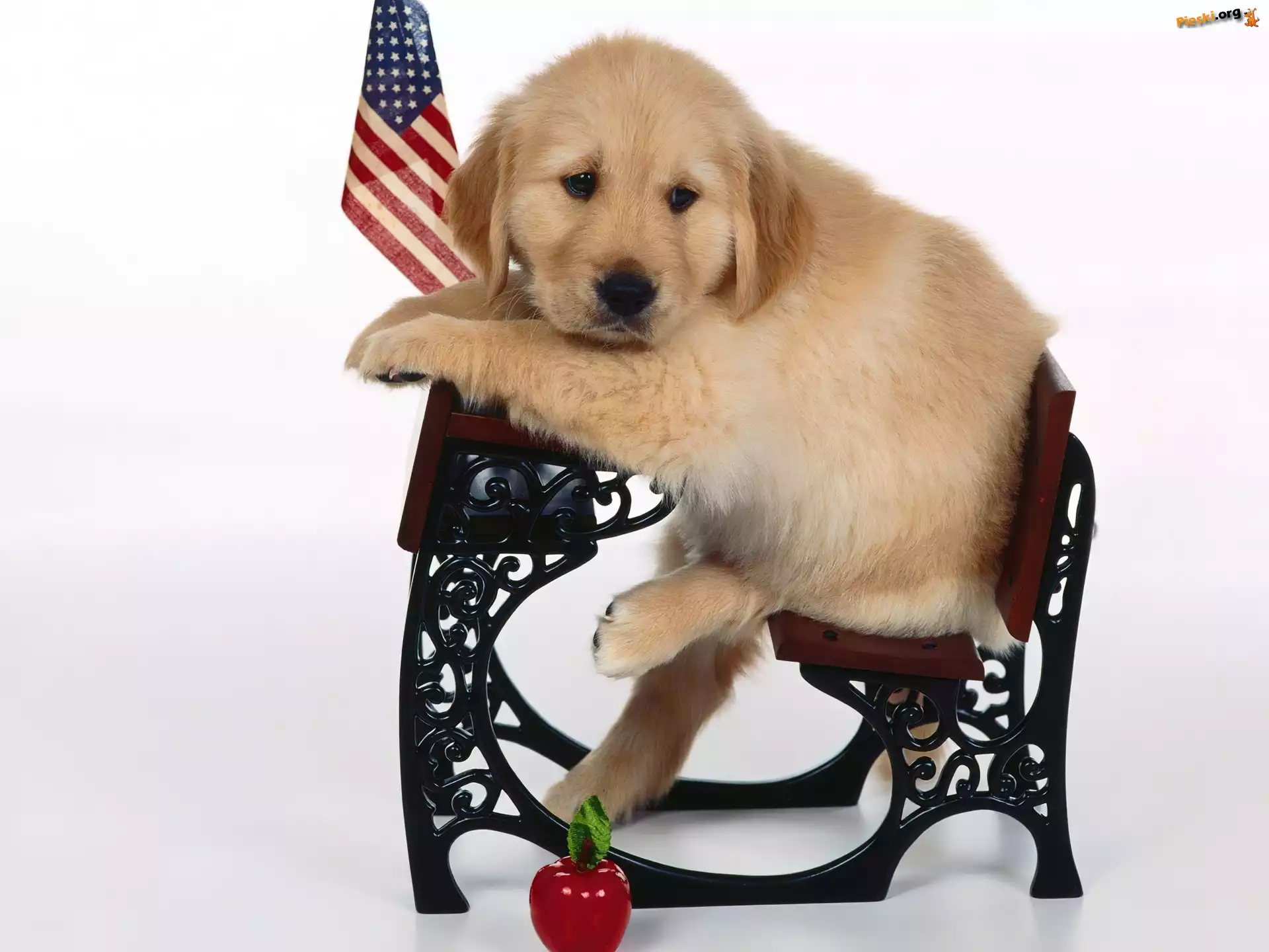 Flaga, Retriever, Ławka, USA