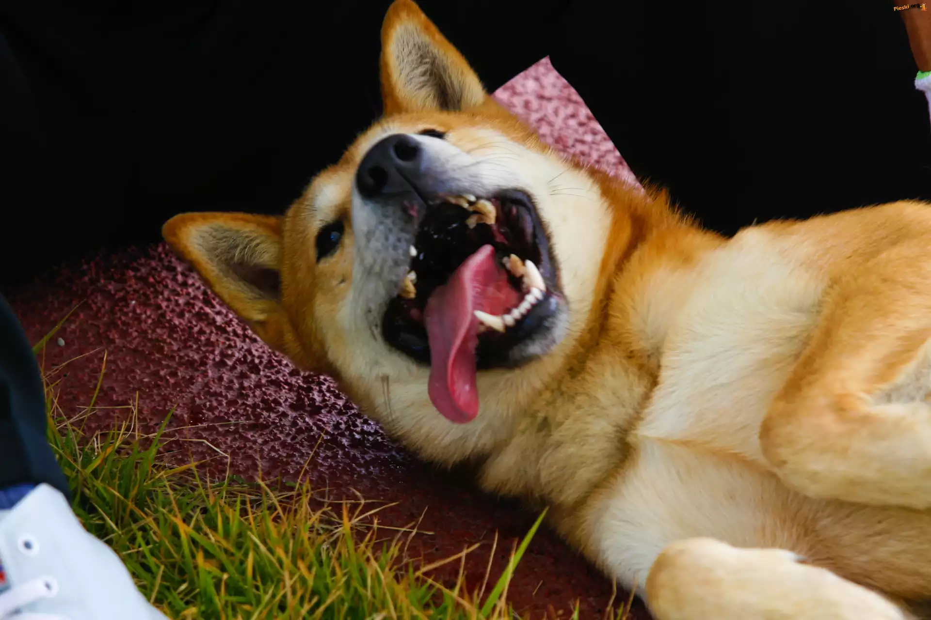 kły, pysk, język, Jindo