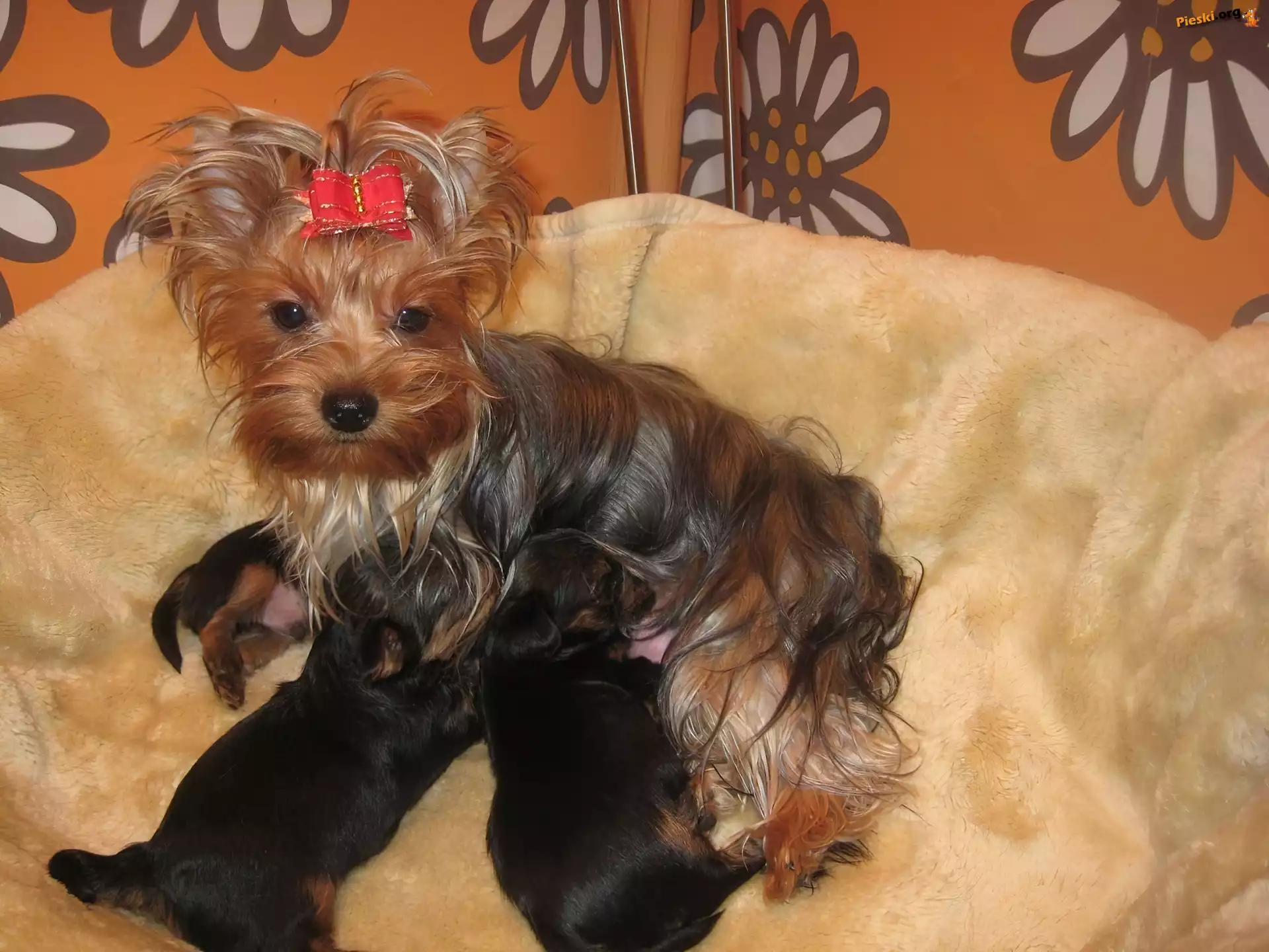 szczeniaki, suka, karmiąca, trzy, Yorkshire Terrier