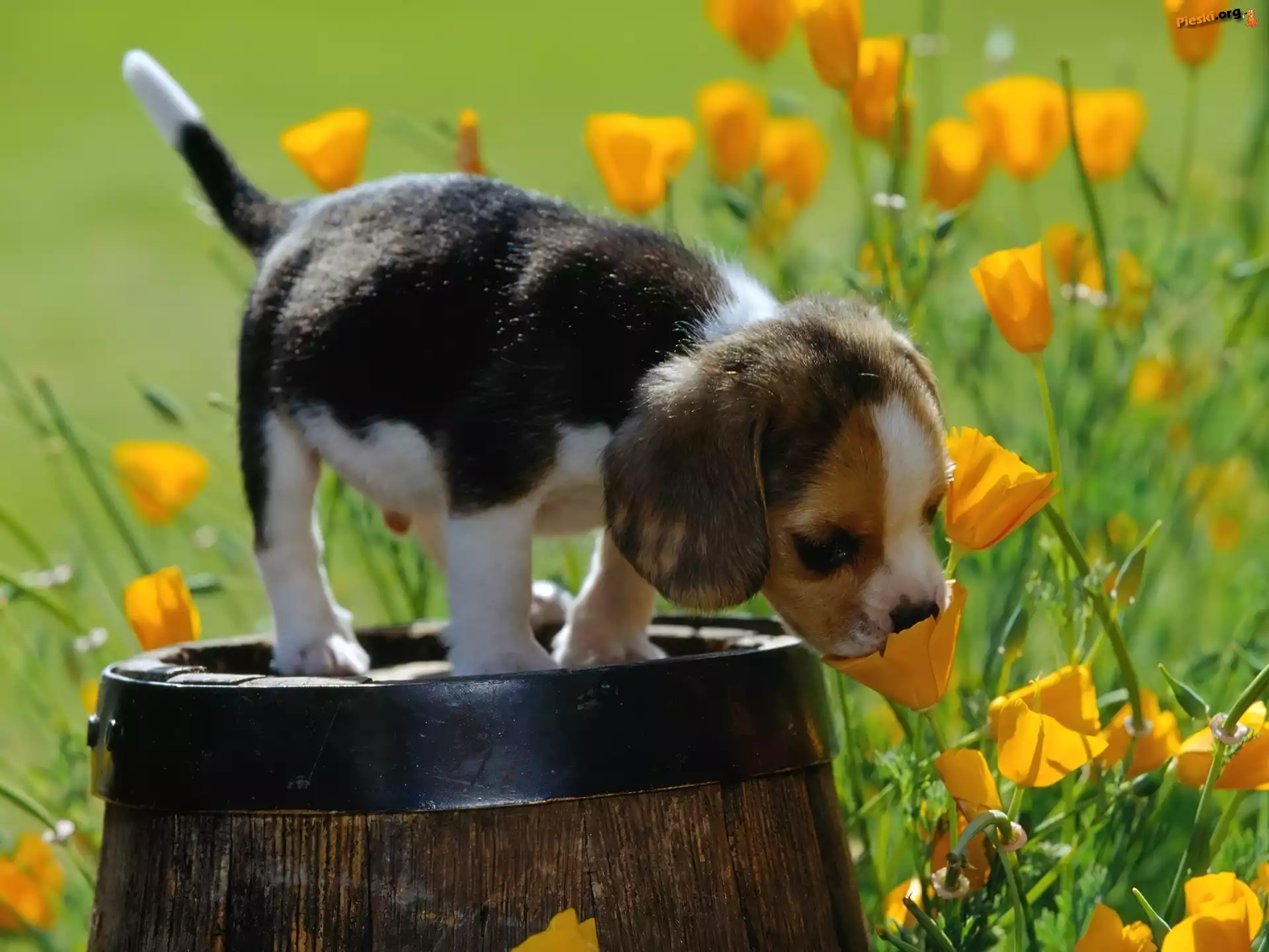 Beczka, Beagle, Szczeniak