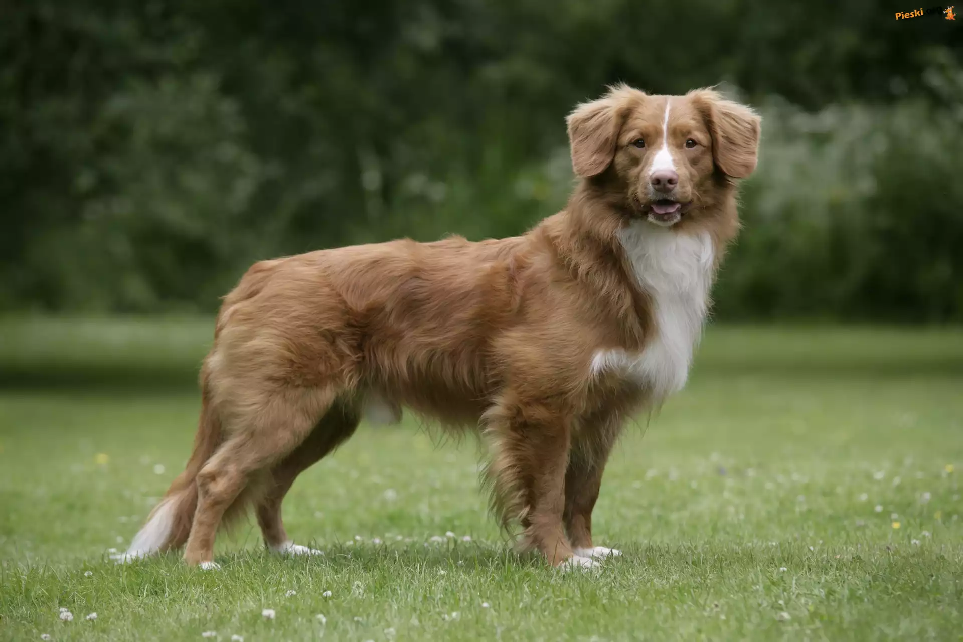 Piękny, Retriever z Nowej Szkocji