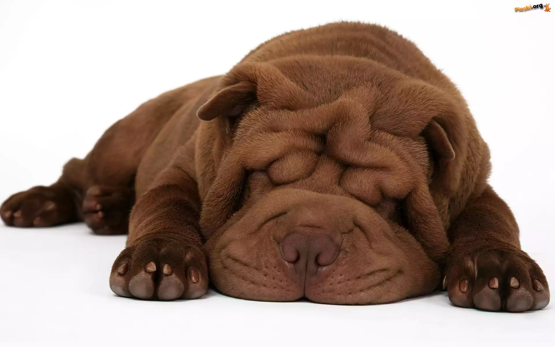 Brązowy, Shar Pei