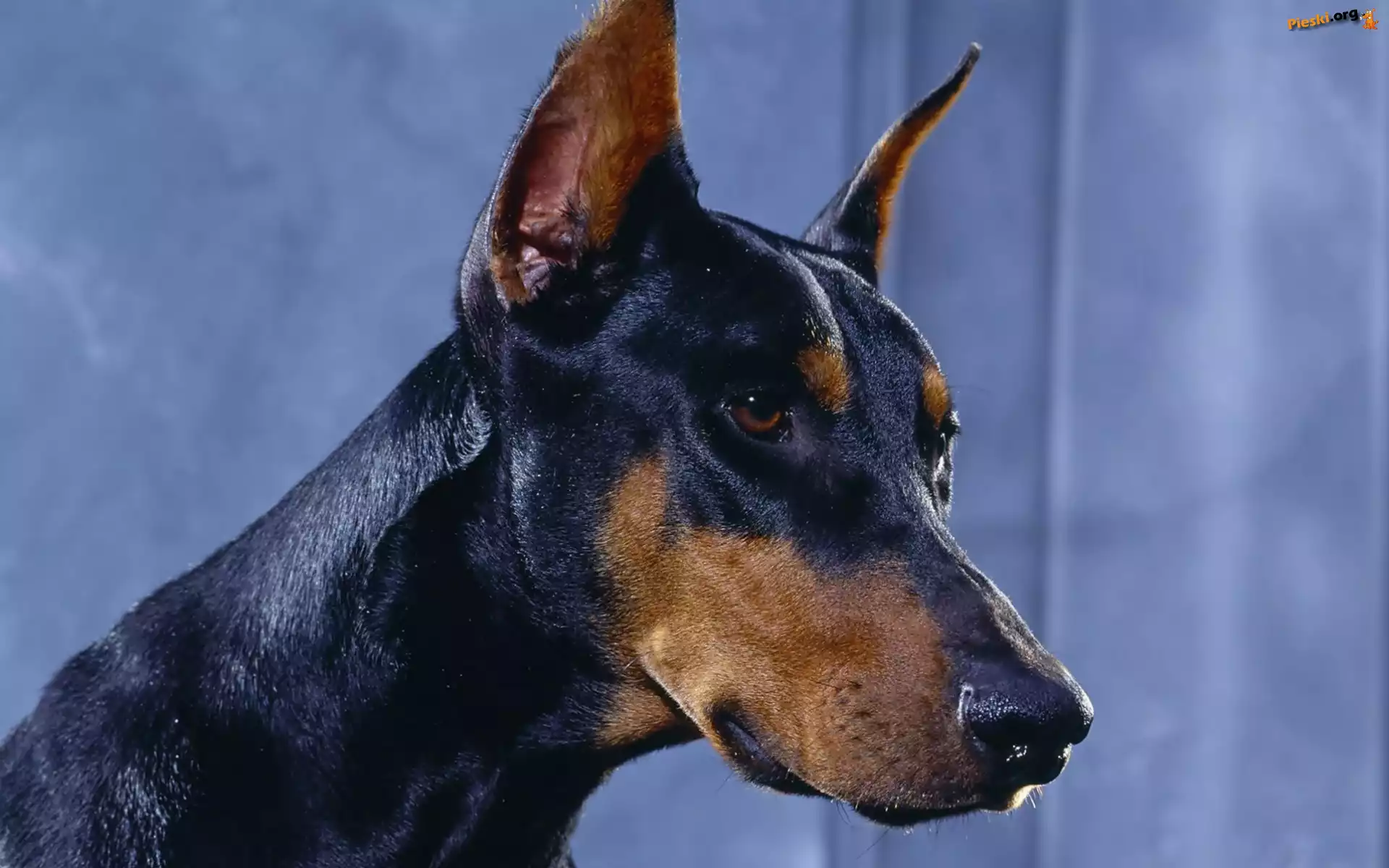 Doberman, Pysk