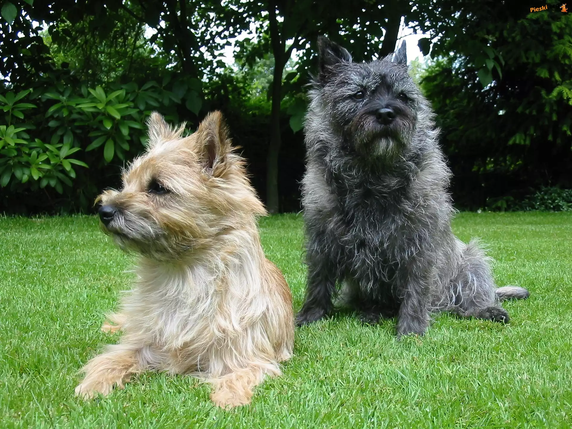 trawa, zielona, Cairn Terrier