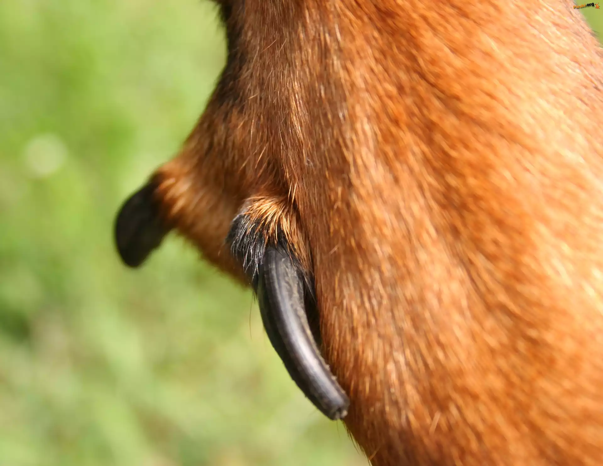 tylna, pazur, podwójny, Beaucerona, łapa