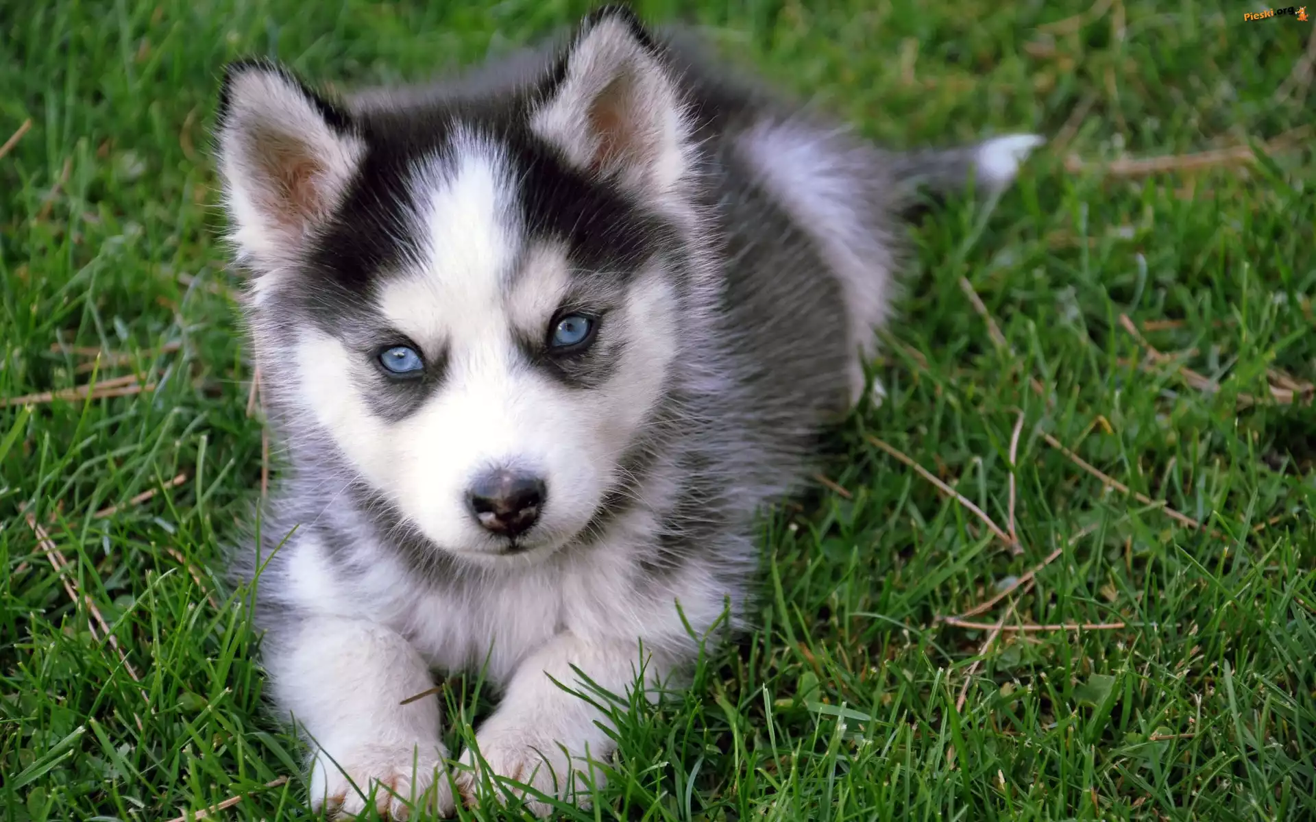 Niebieskie, Siberian Husky, Szczeniak, Oczy