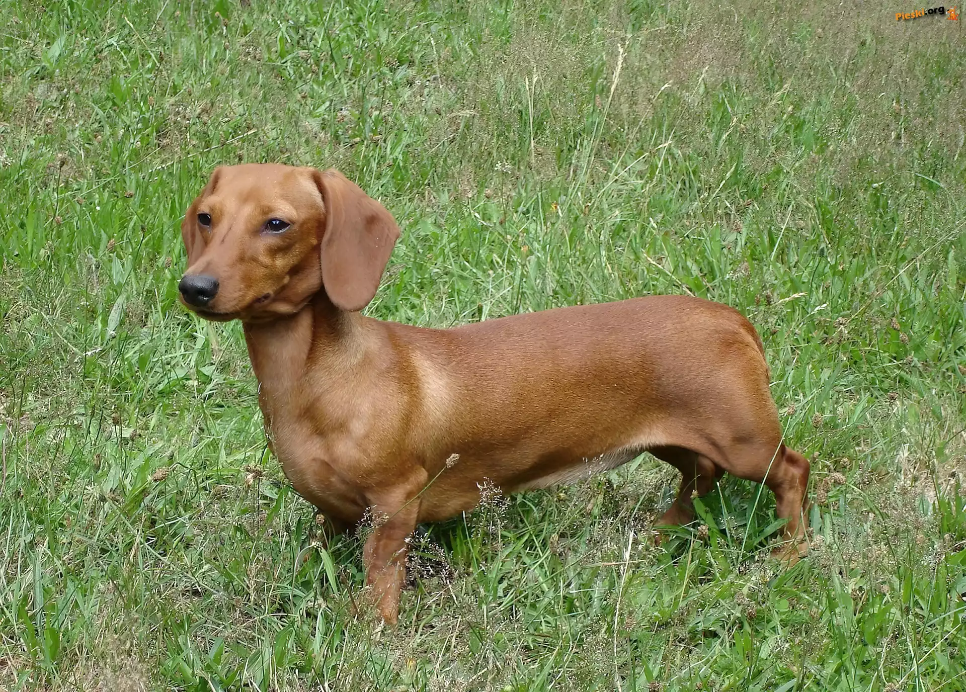 rudy, Jamnik krótkowłosy