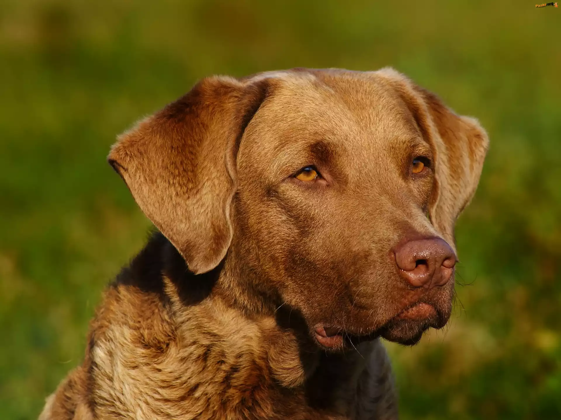 Pysk, Chesapeake Bay retrievera