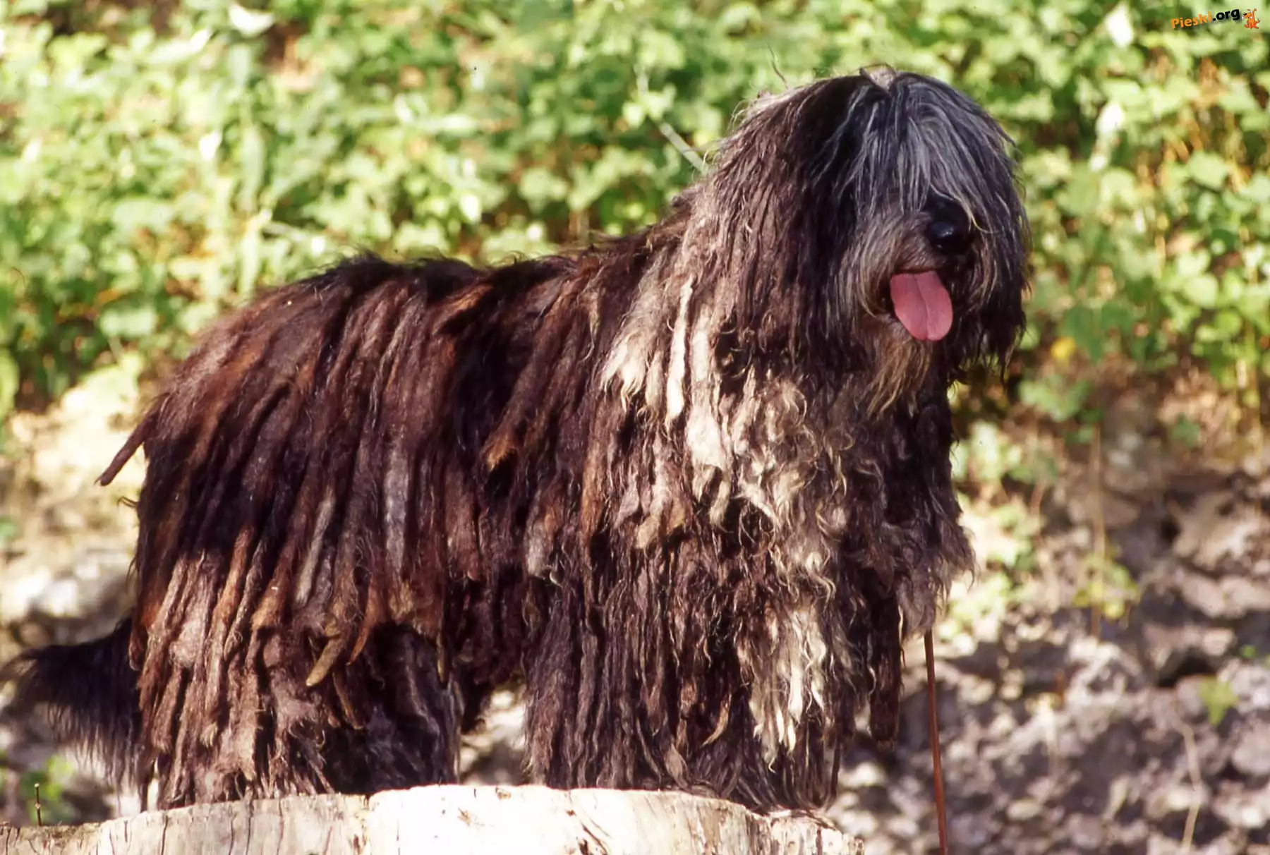 język, Bergamasco