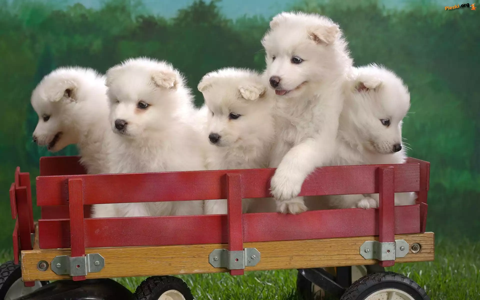 Samojed, słodkich, pięć, szczeniaków, wózek