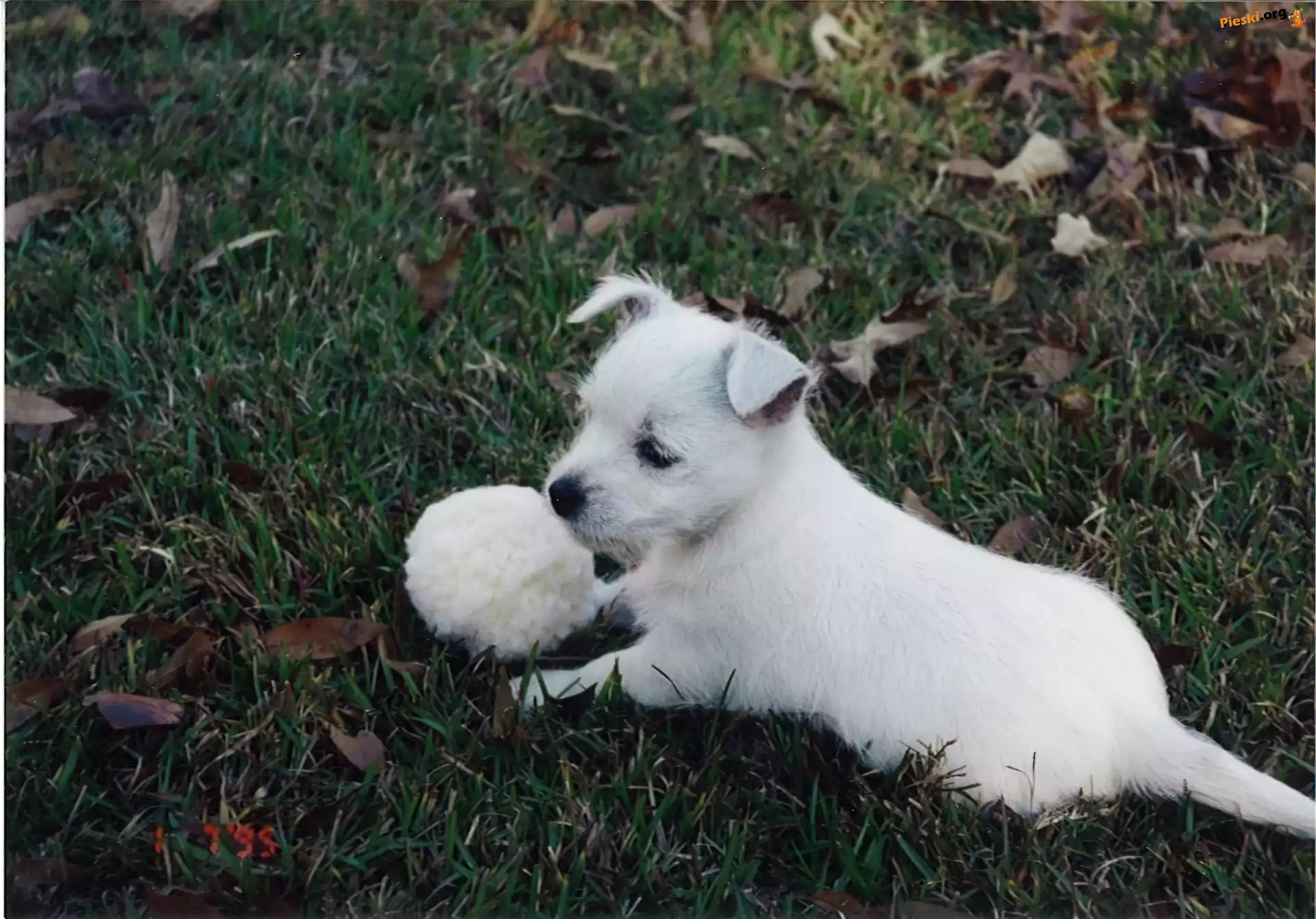 szczeniak, West Highland White Terrier, piłka