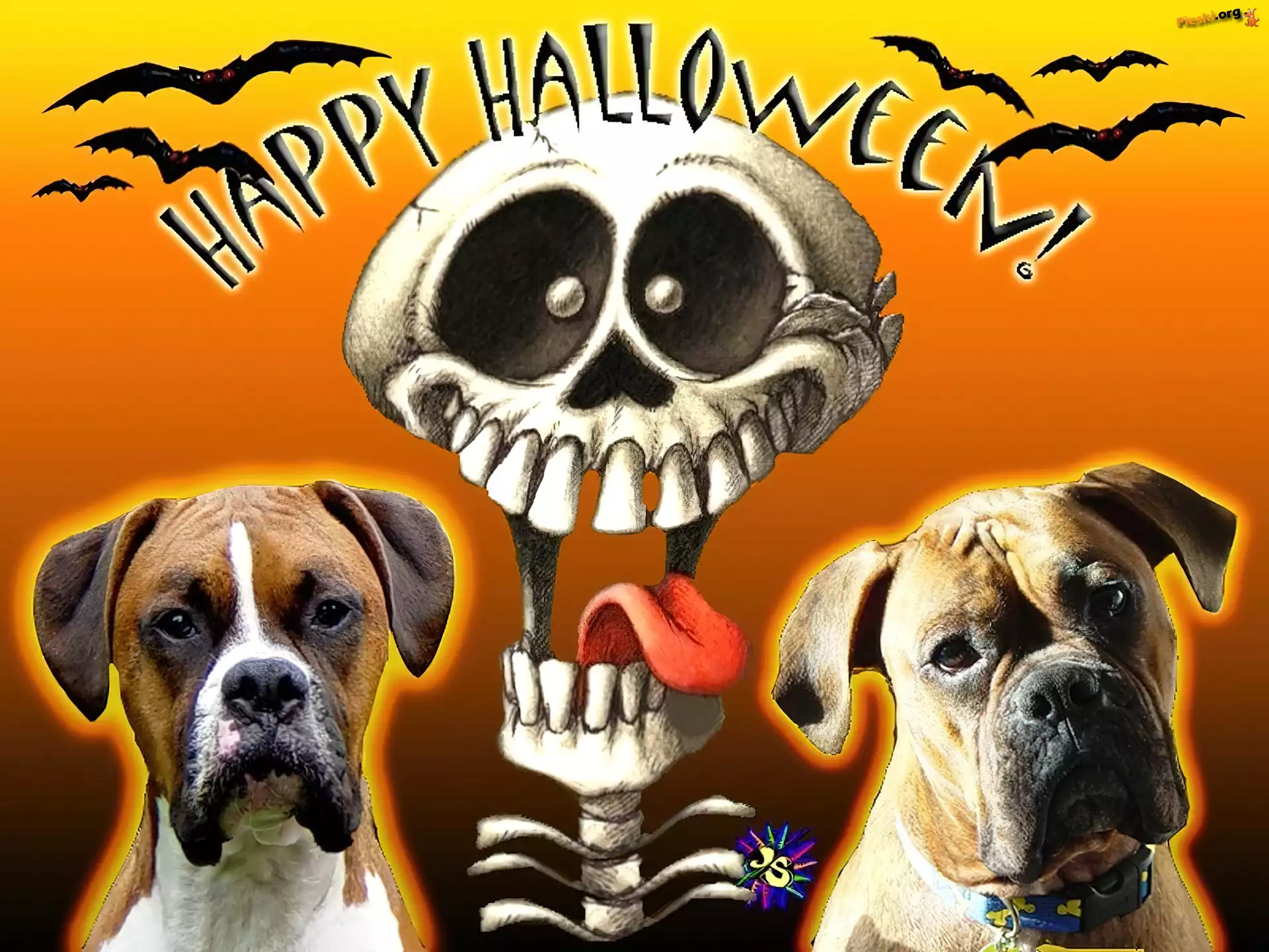 Bokser, Pies, Halloween