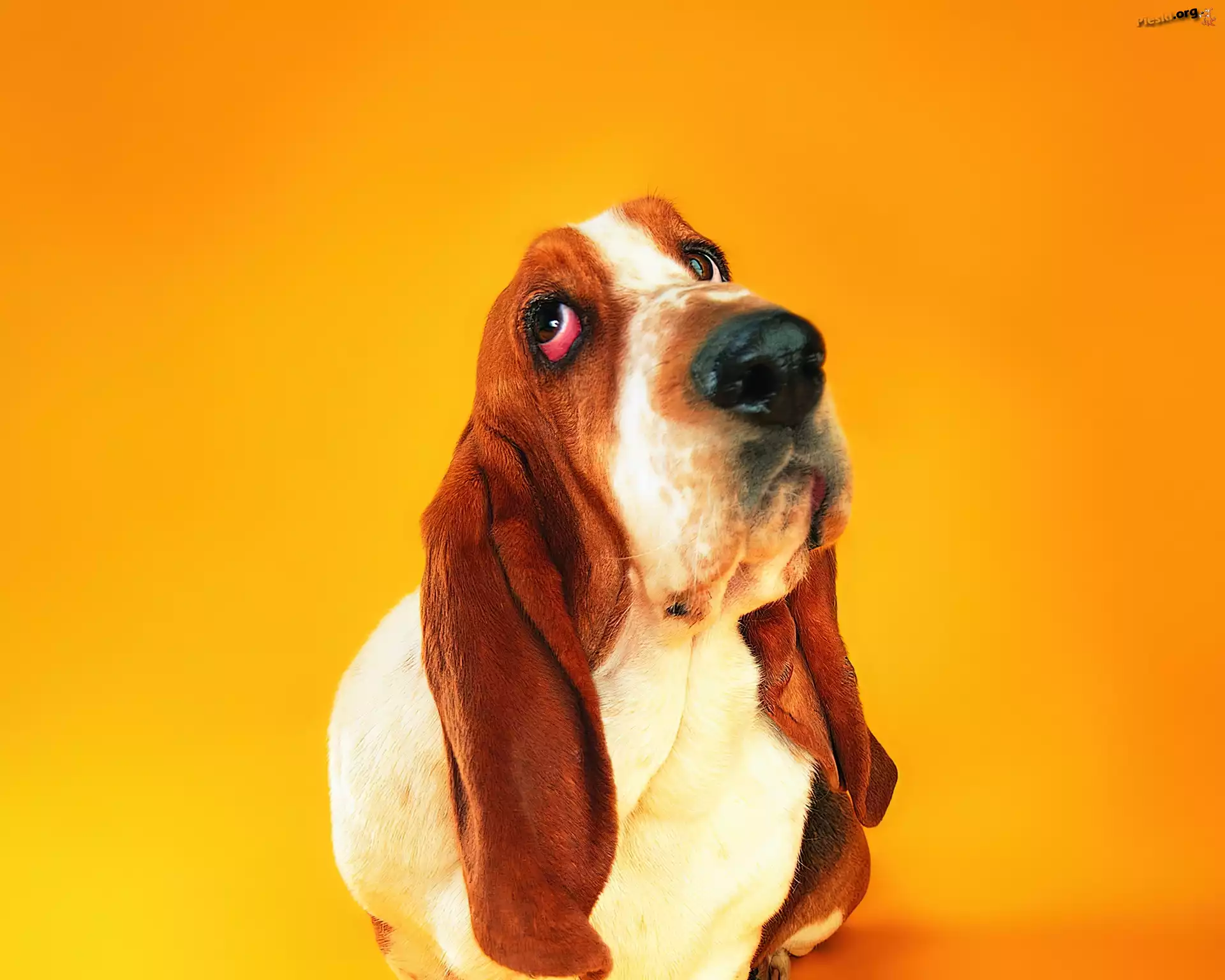 Basset, Długie, Uszy