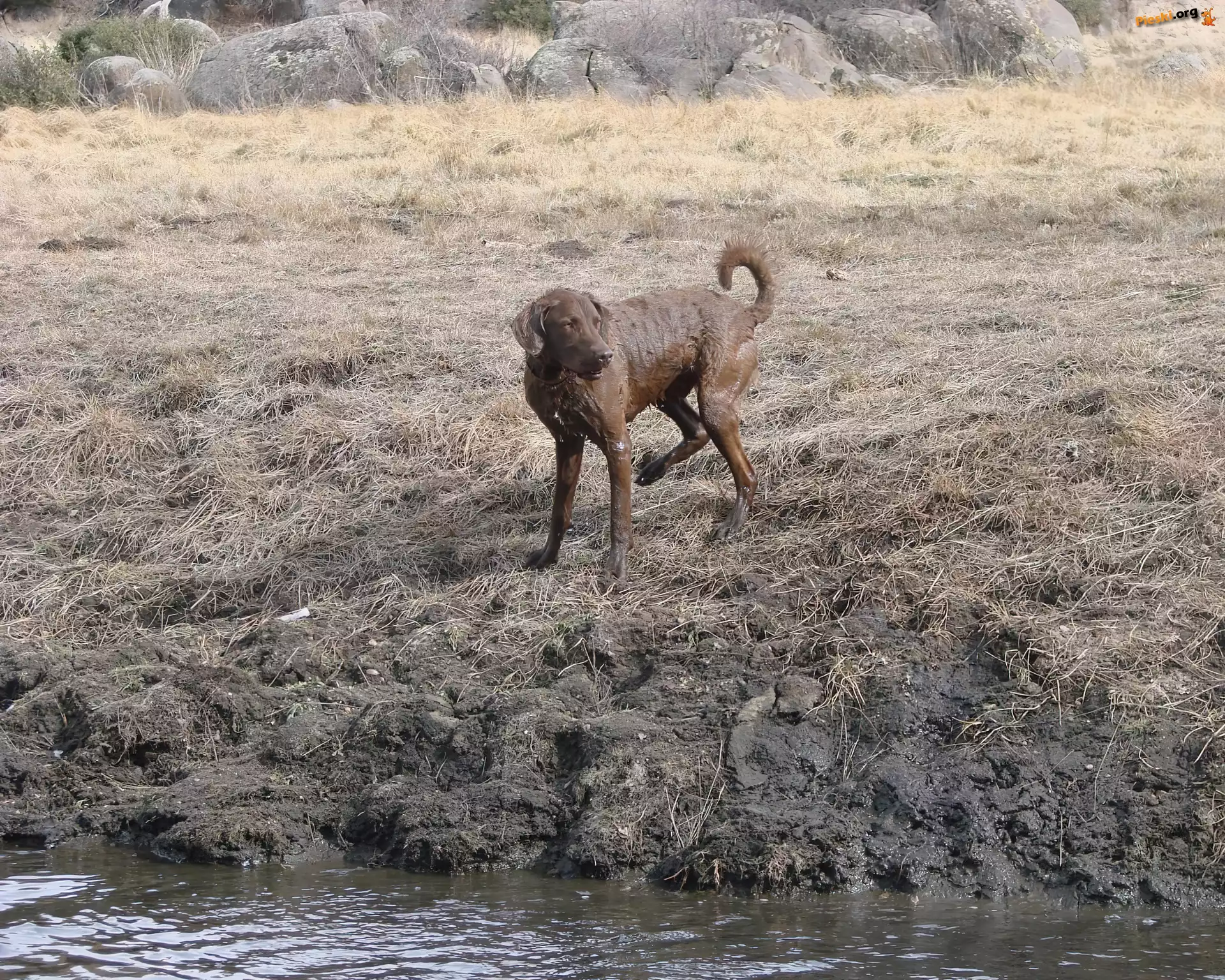 Mokry, Chesapeake Bay retriever