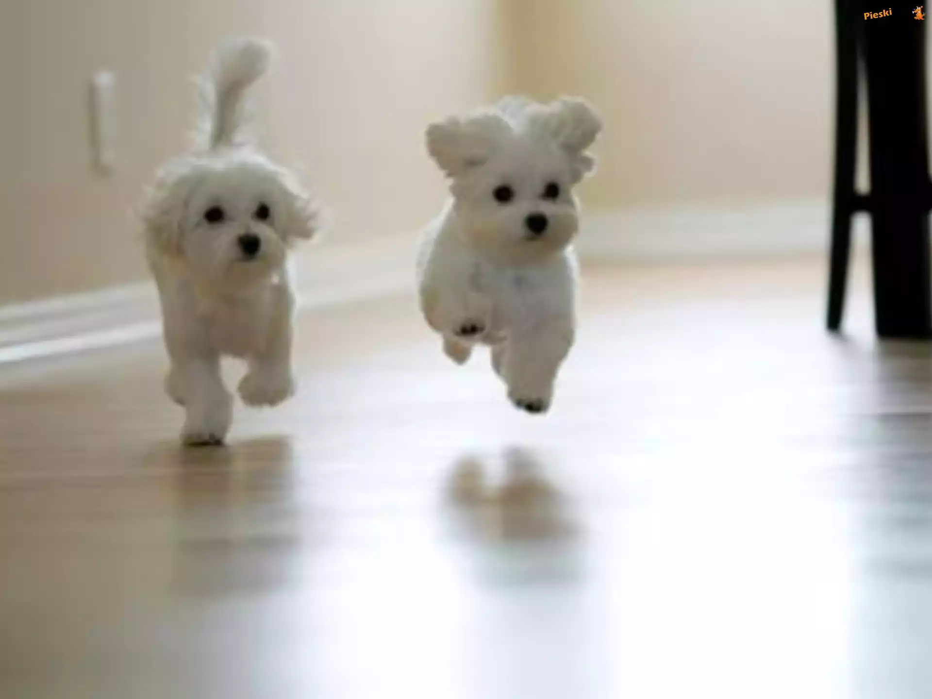 Bichon frise, Pieski, Dwa