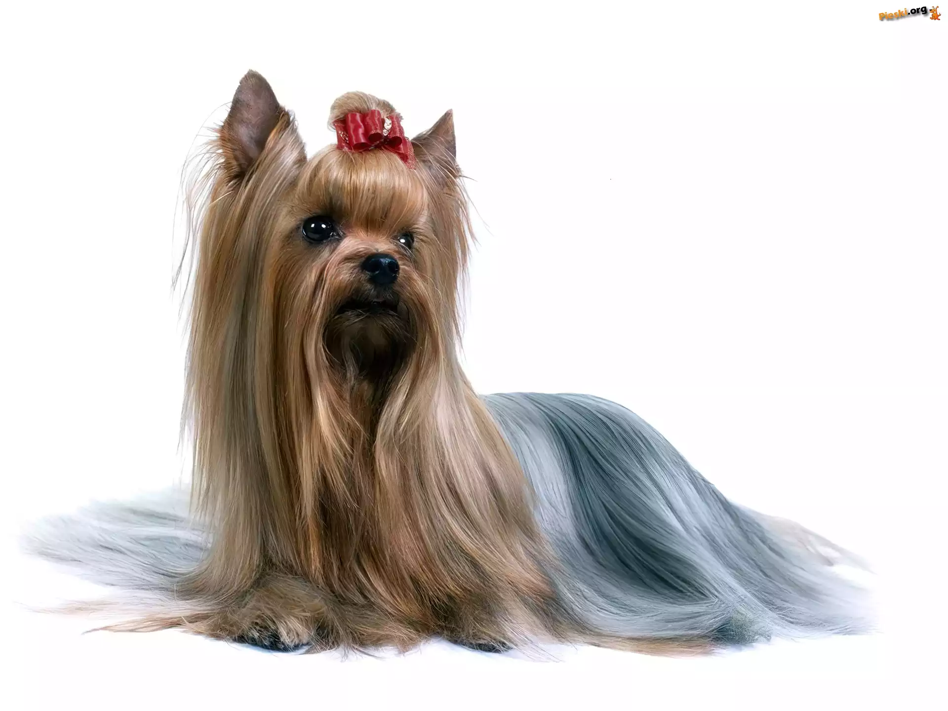 czerwona, Słodki, Australian Silky Terrier, kokardka