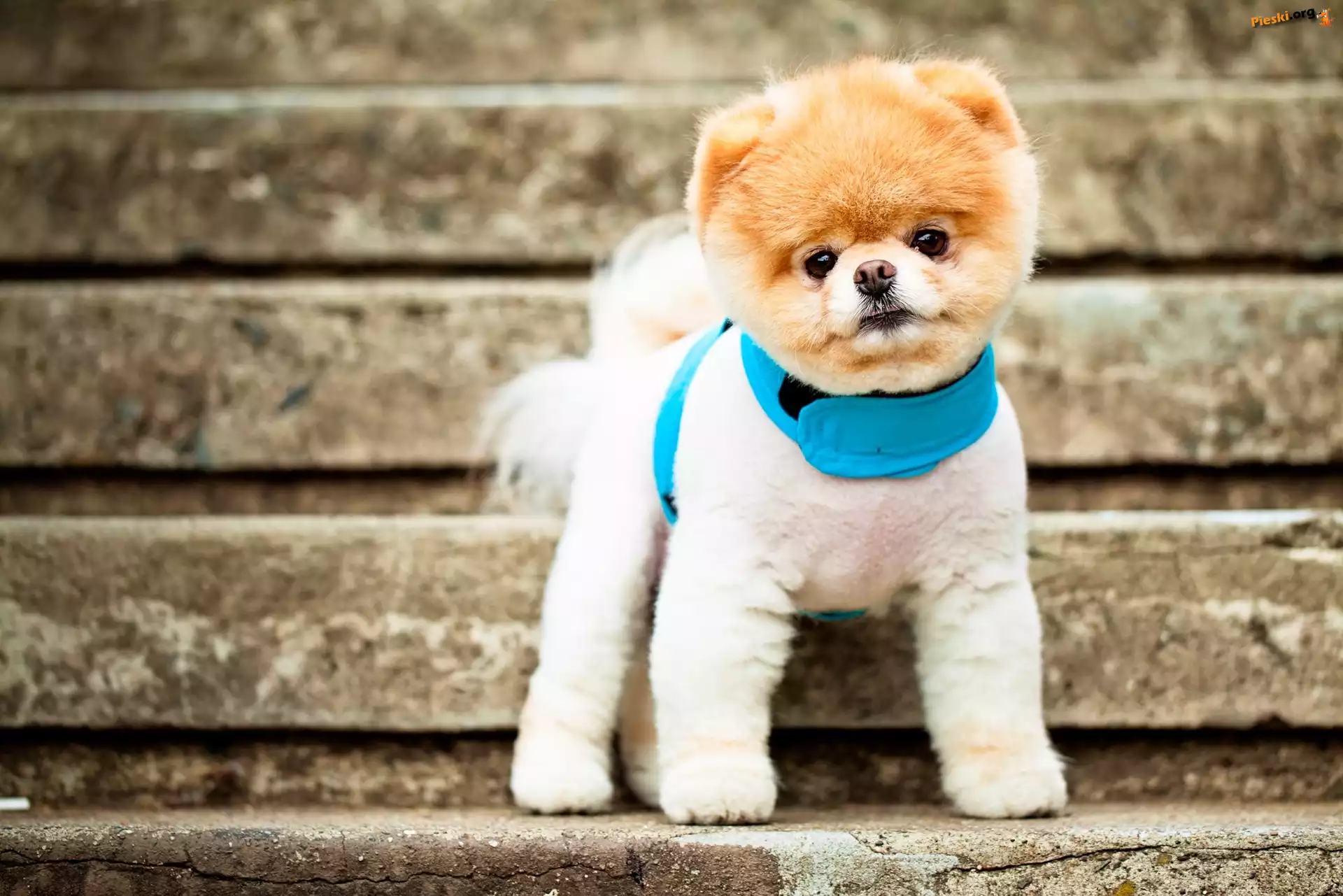 Boo, Szpic miniaturowy, Pies, Pomeranian, Szczeniak