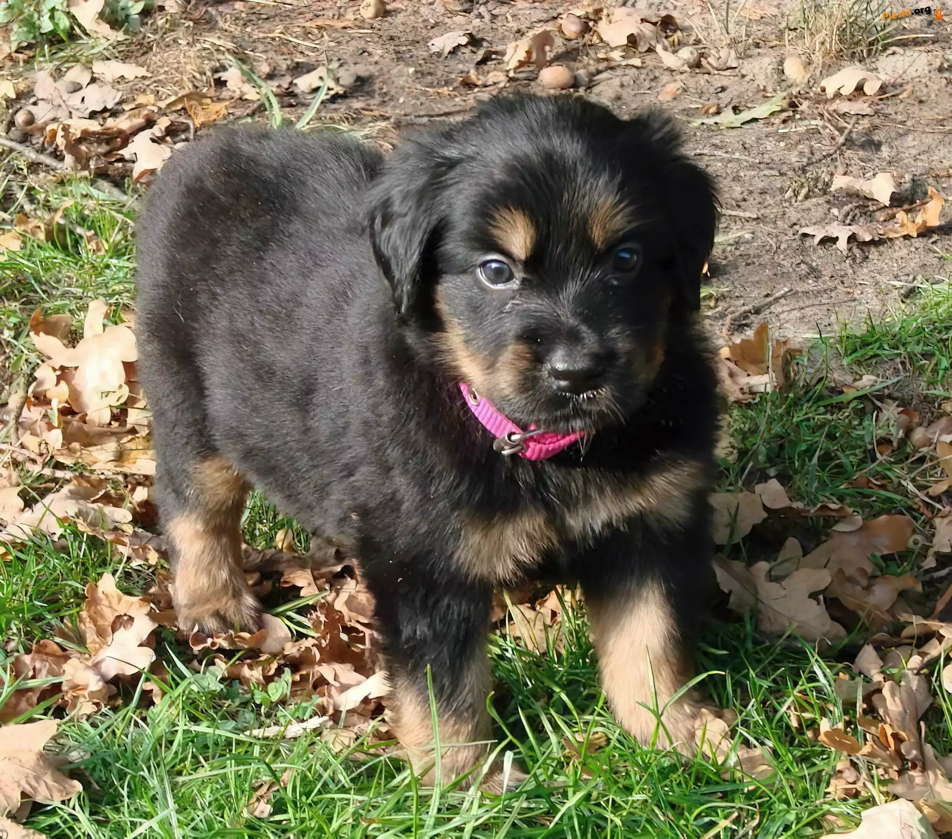 Szczeniak, Rottweiler