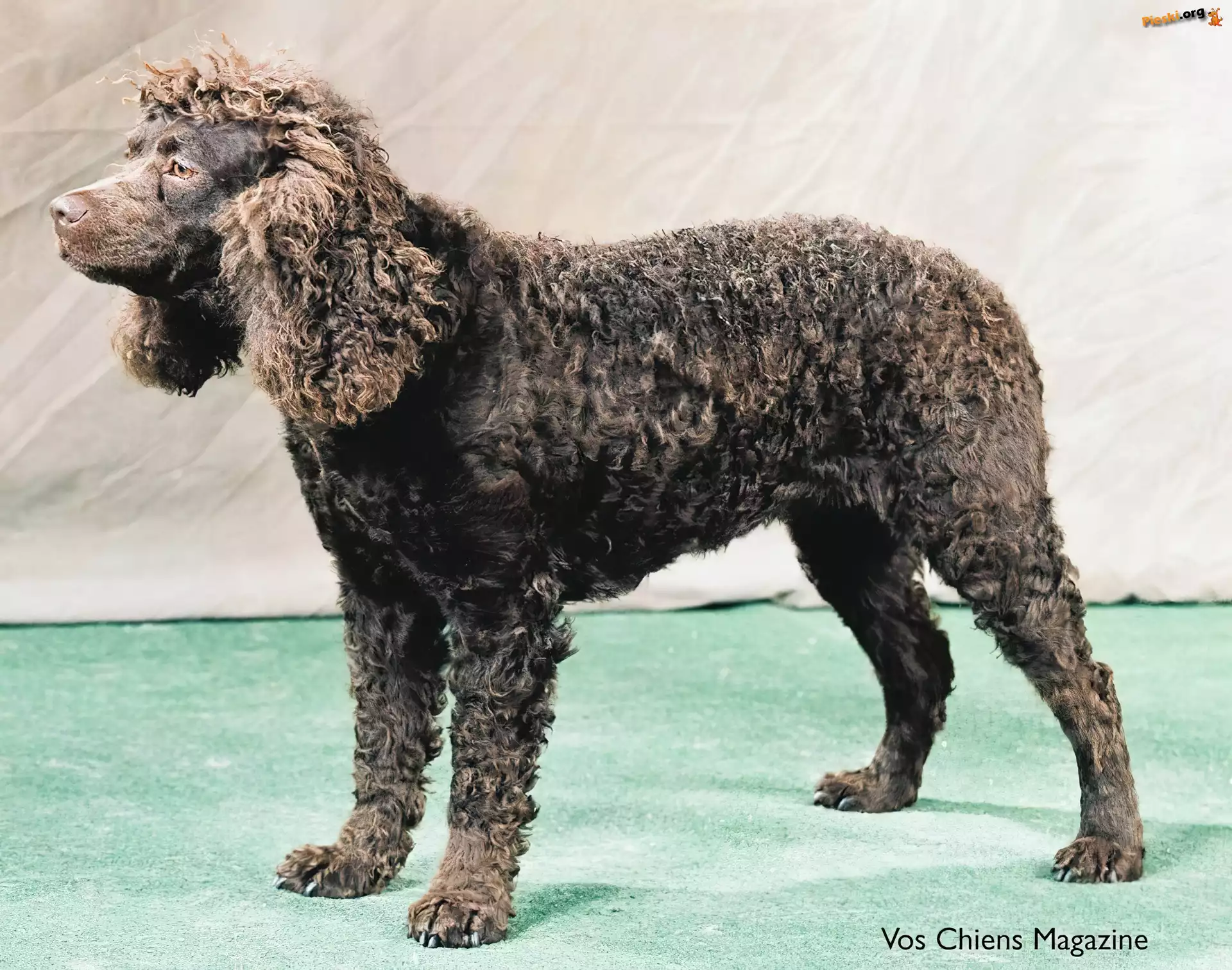 Amerykański spaniel dowodny