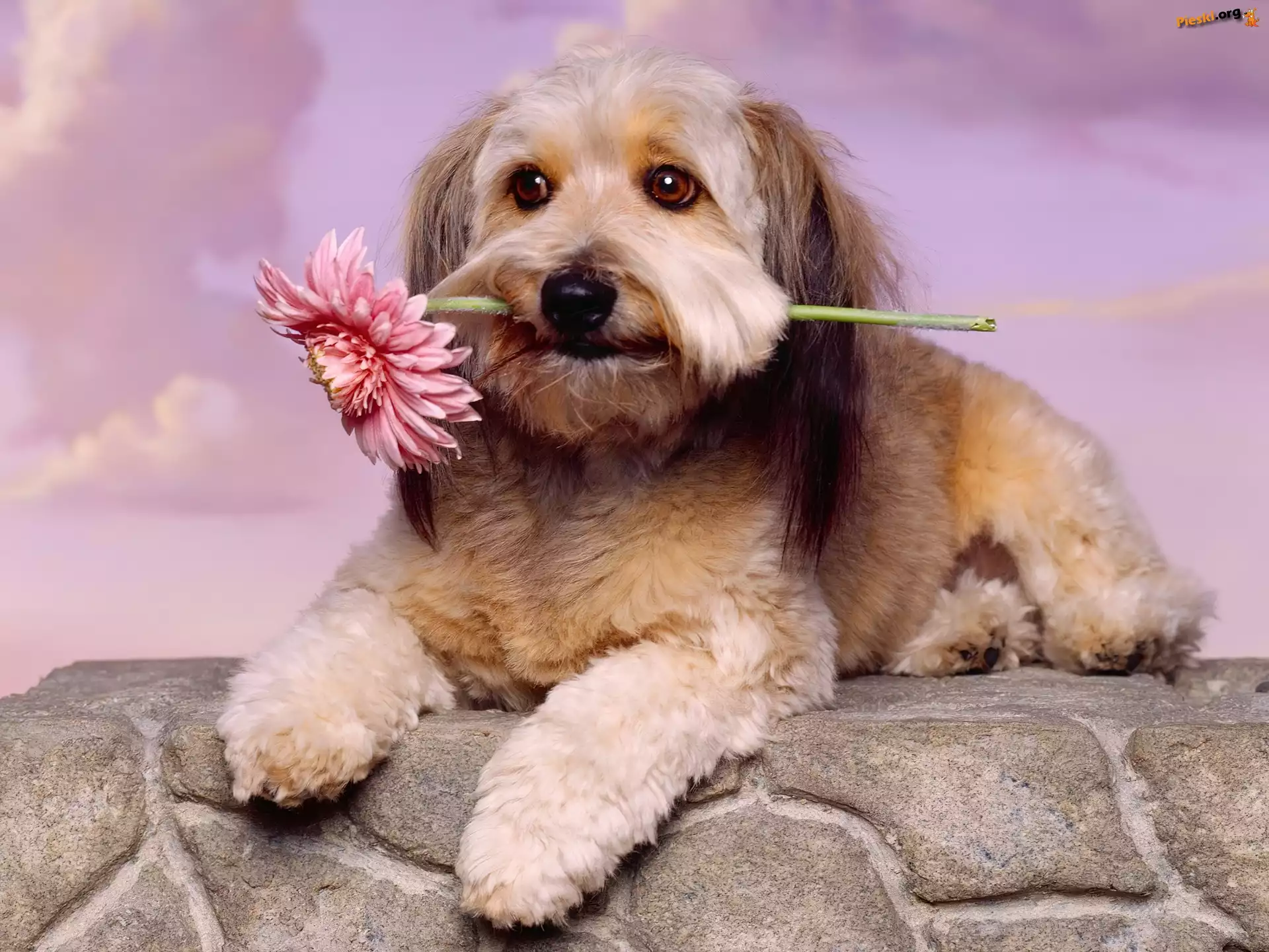 Pies, Różowa, Gerbera, Lhasa Apso