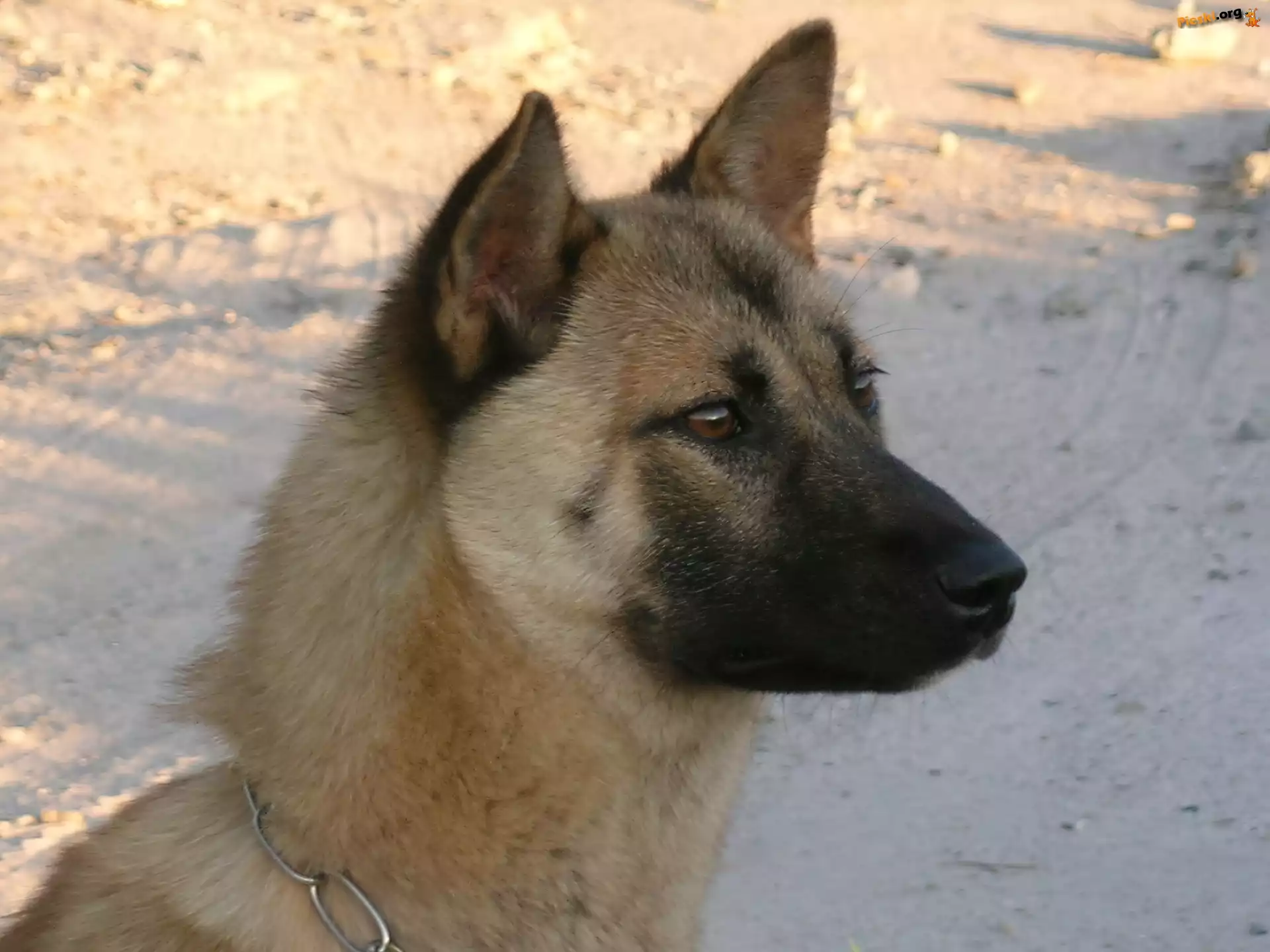 głowa, Jindo