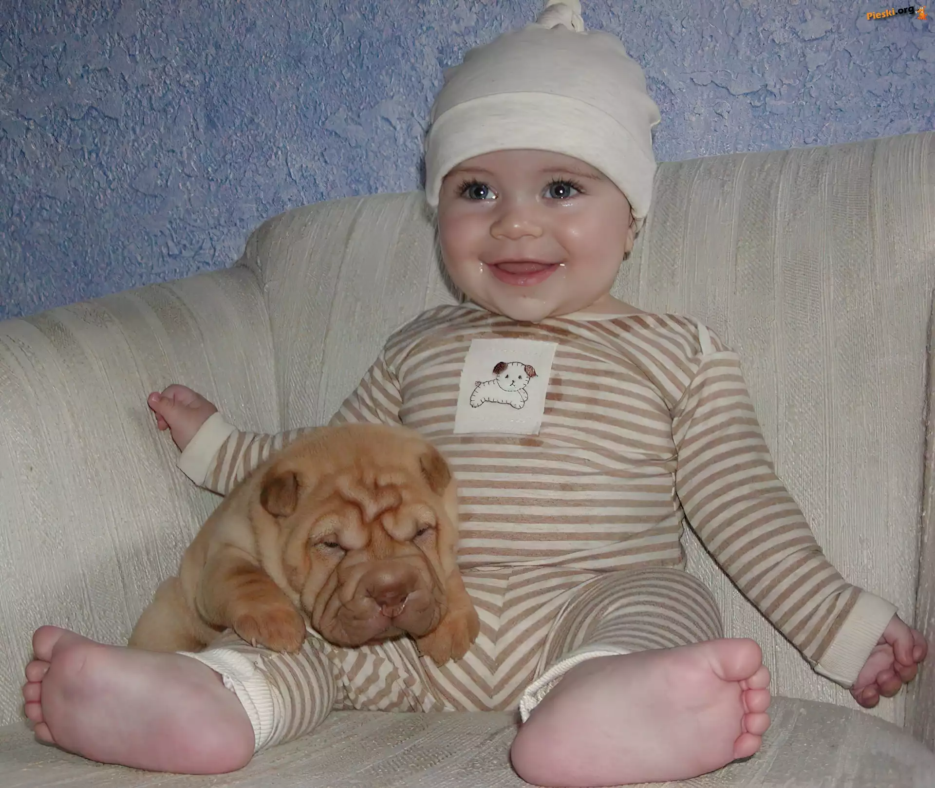 zadowolone, szczeniak, słodki, Shar Pei, dziecko