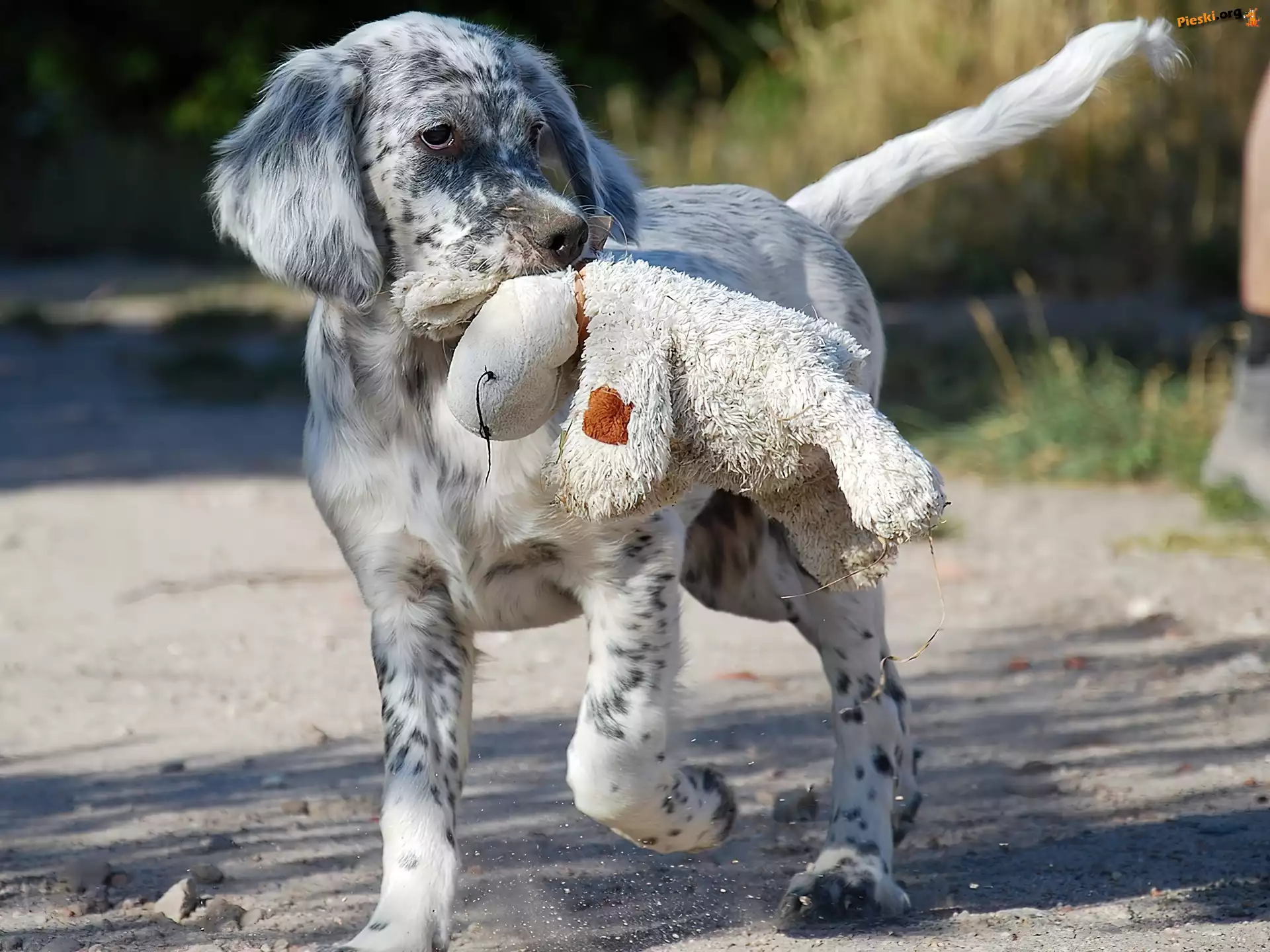 Australian shepherd, Owczarek australijski, Pies