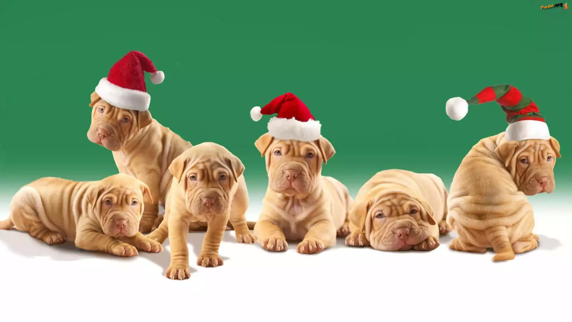 Mikołaja, Psy, Czapki, Shar Pei