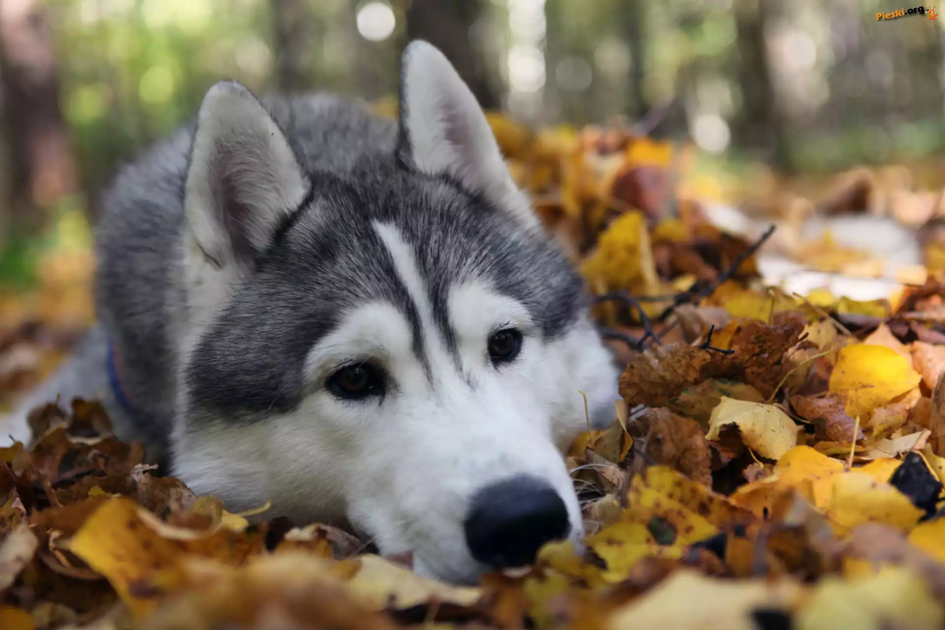 Siberian Husky, Liście