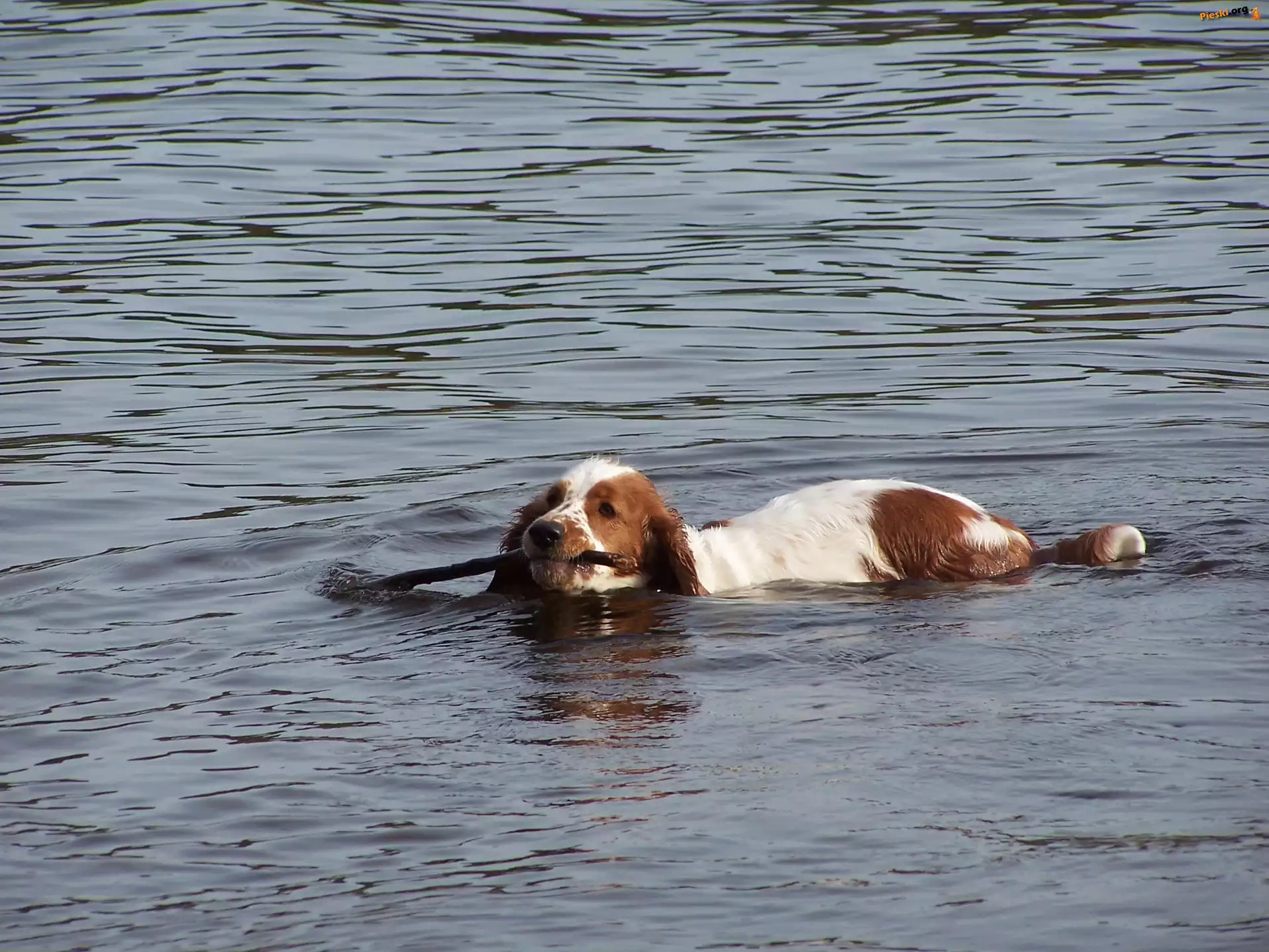 kij, płynący, Springer spaniel walijski, woda