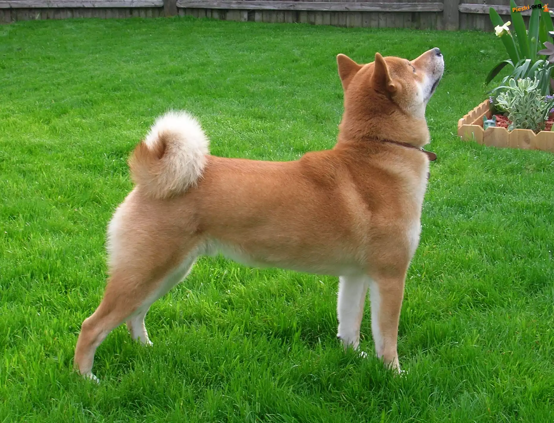 Shiba inu, soczysto-zielona, trawa