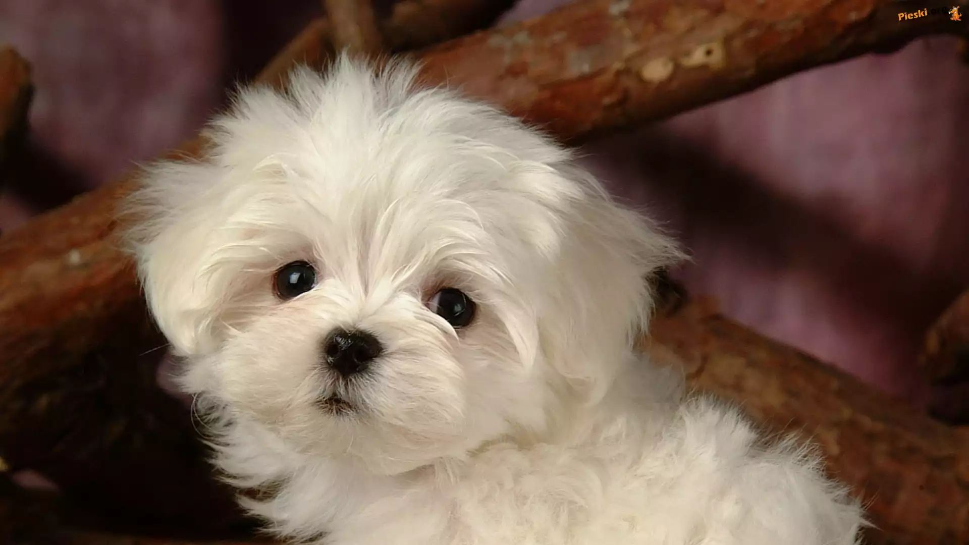 Piesek, Mały, Biały, Bichon frise