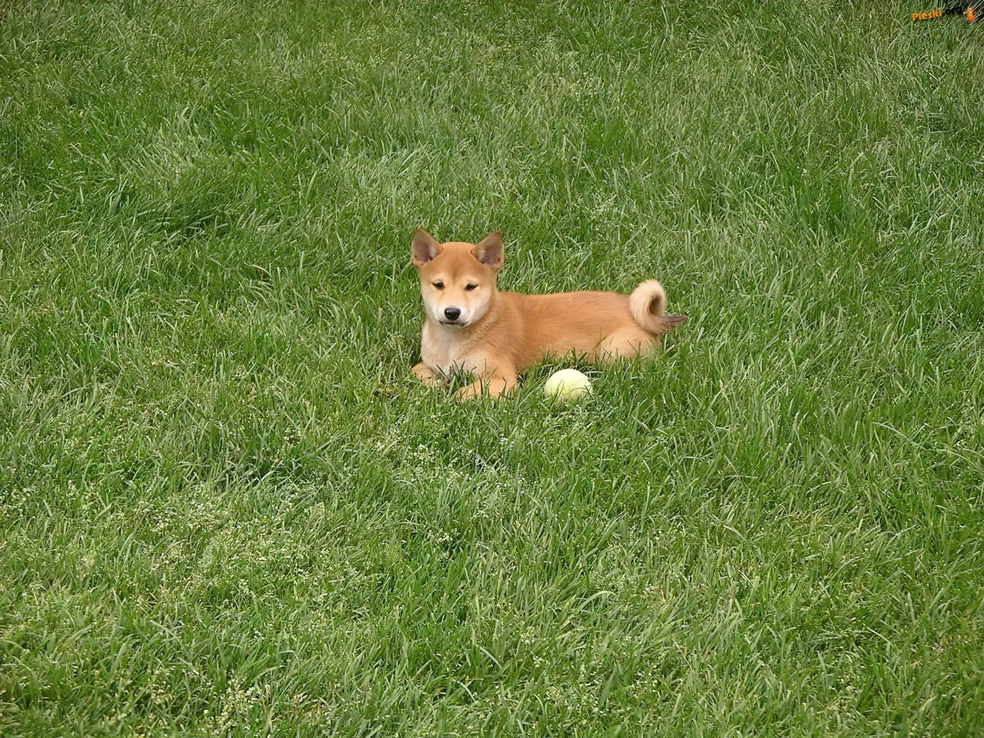 Shiba inu, słodki, mały, piłeczka