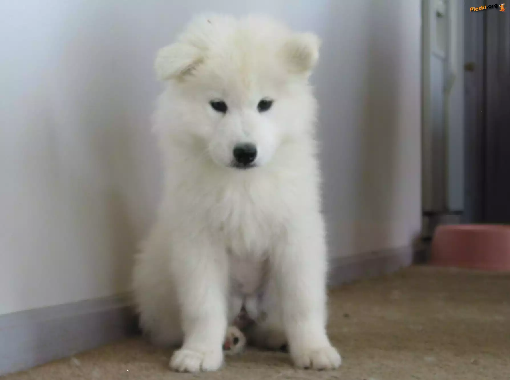 biały, Samojed