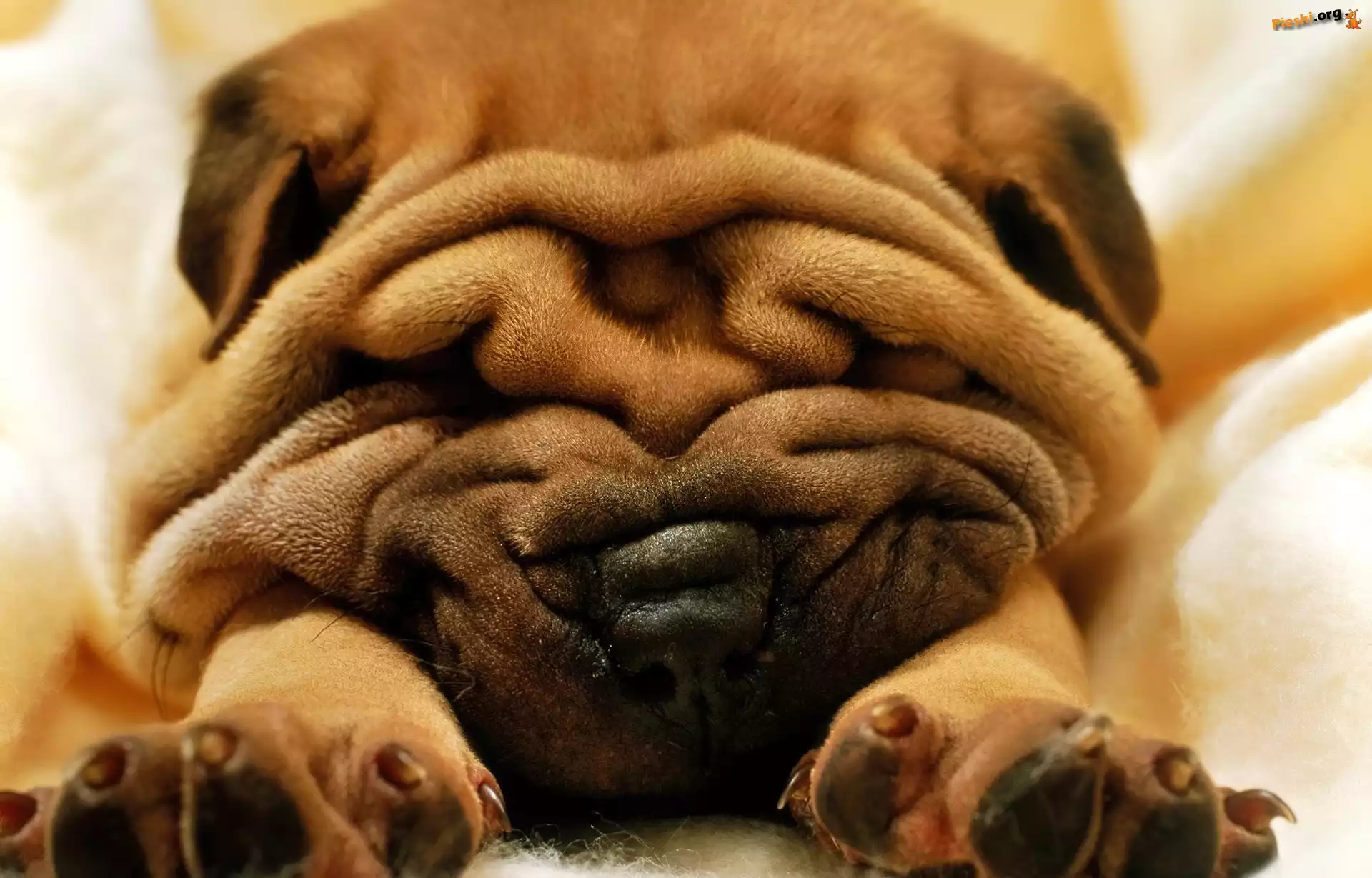 Shar Pei, Piesek, Pomarszczony