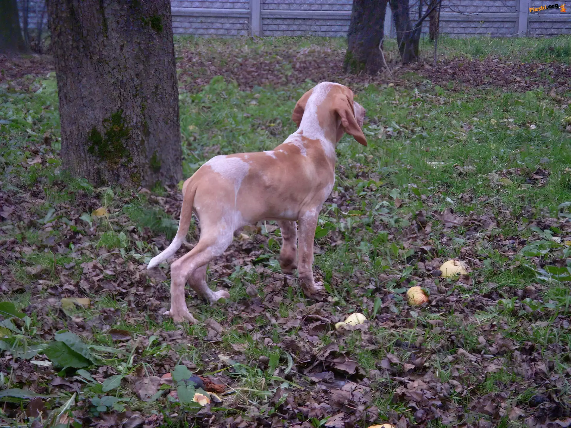 trawa, Wyżeł włoski krótkowłosy, Bracco italiano, liście