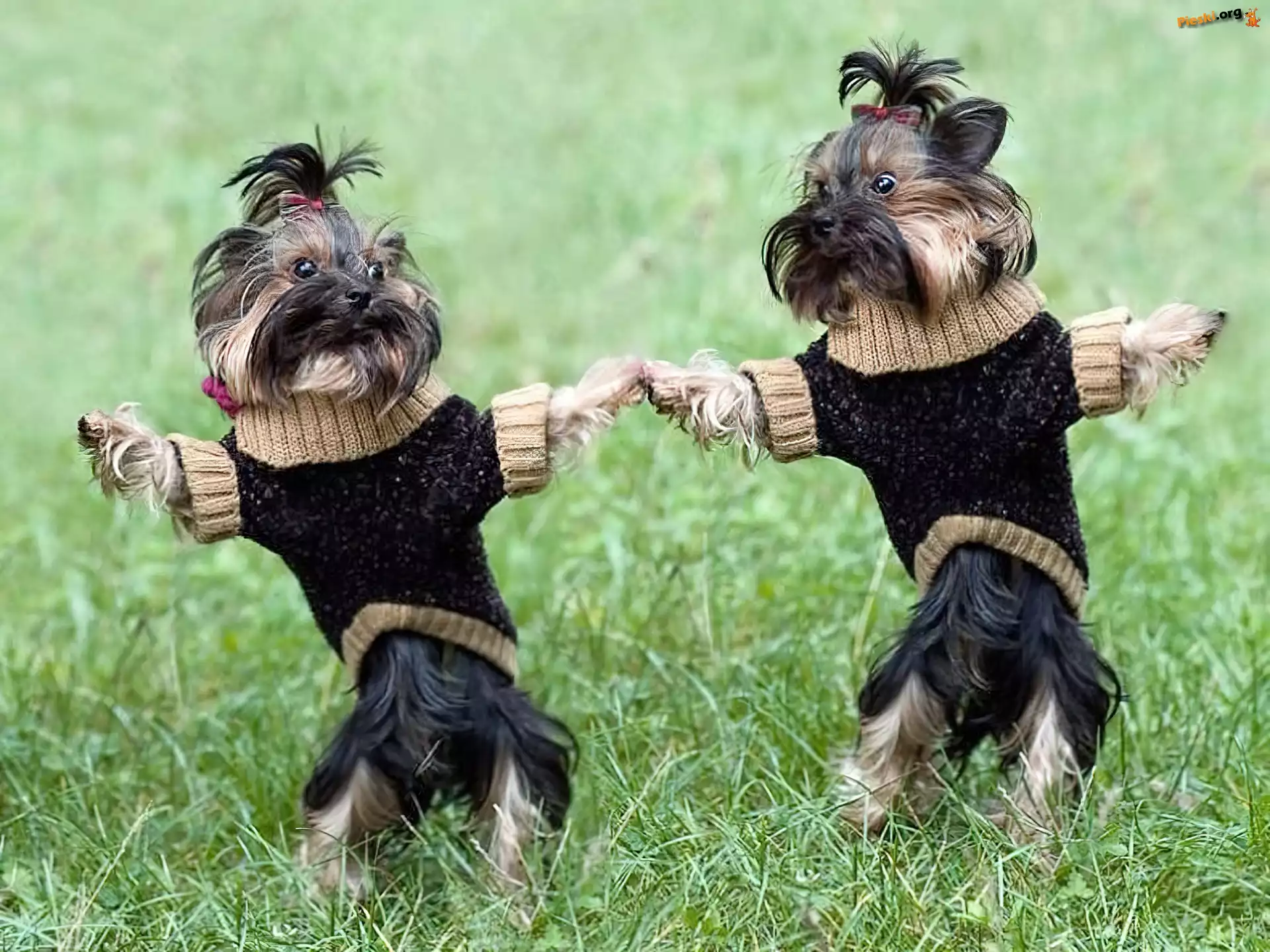 Łąka, Yorkshire, Terrier, Sweterki