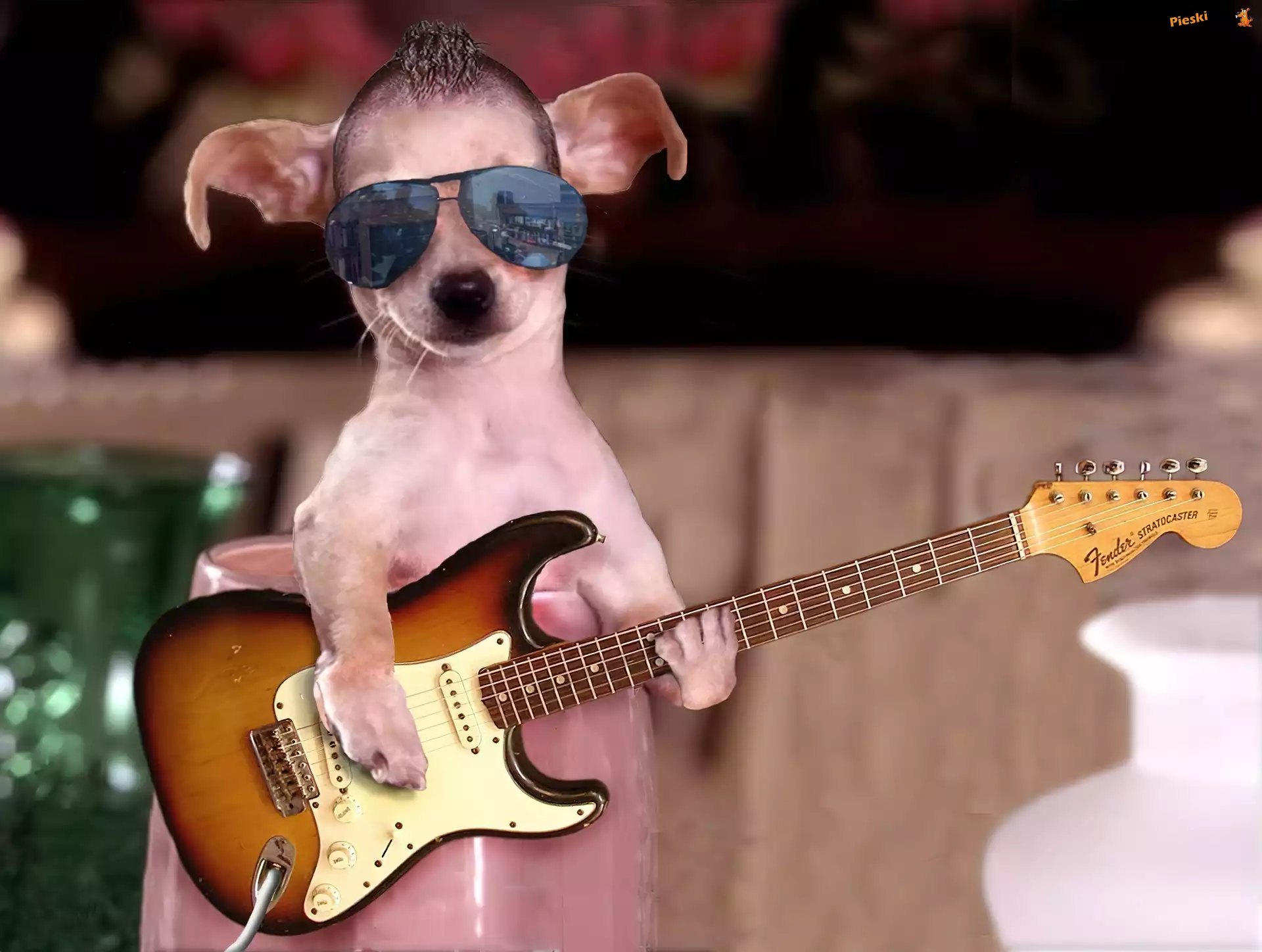 Gitara, Okulary, Pies