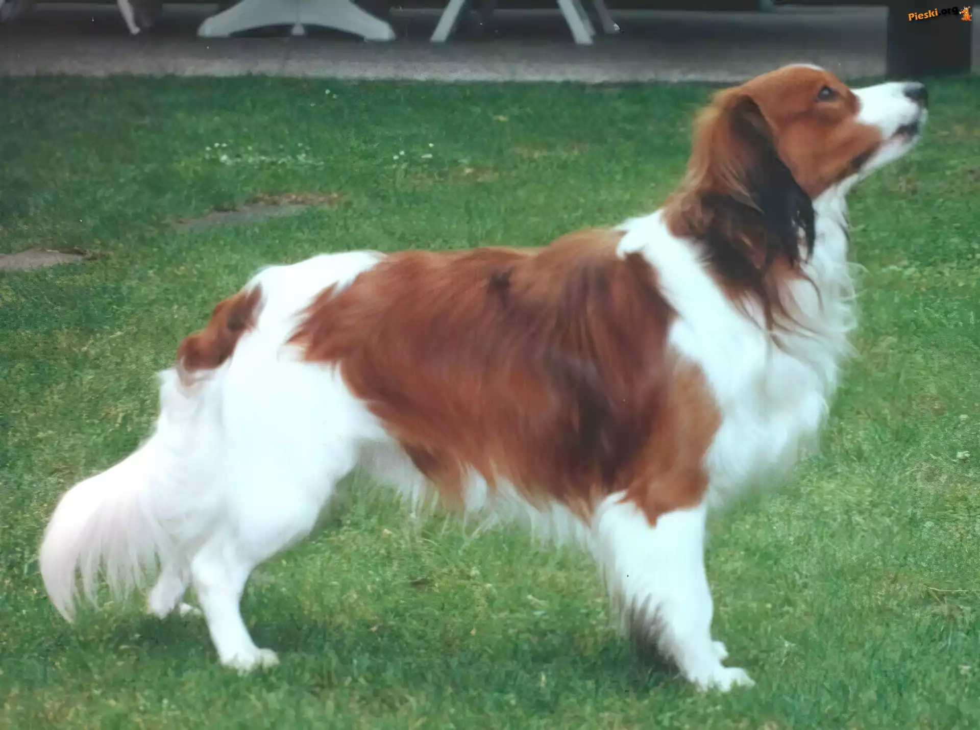 Kooikerhondje, dorosły, Płochacz holenderski, trawa