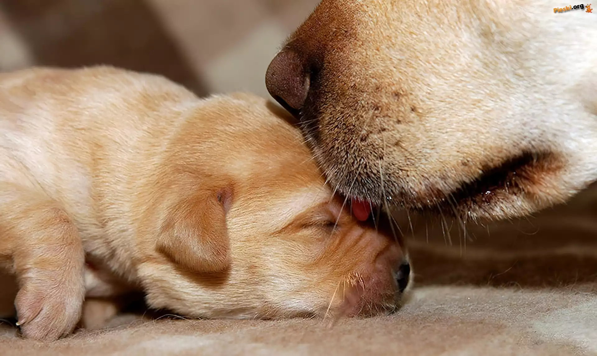 Matka, Golden Retriever, Dwa, Szczeniak, Psy