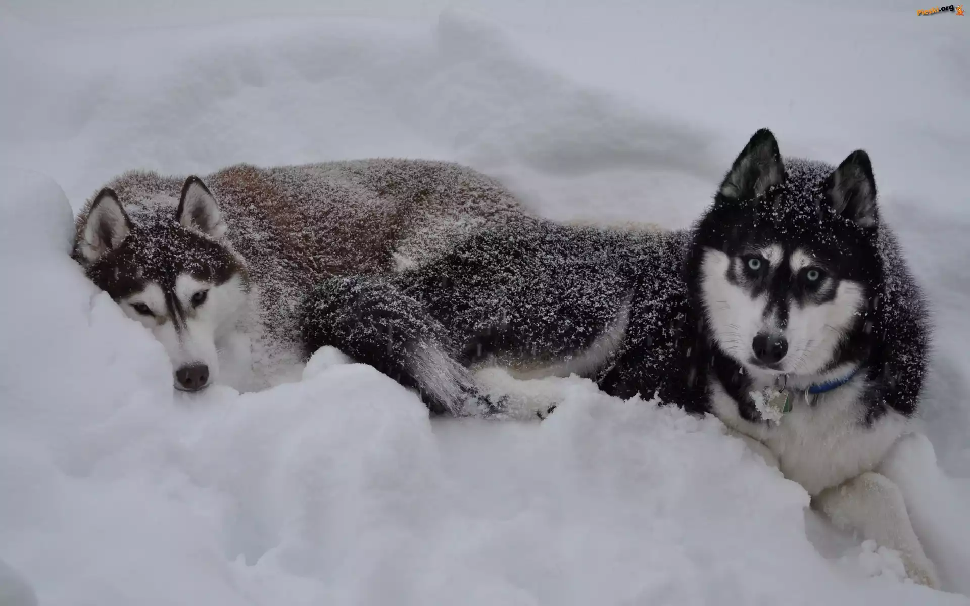 Śnieg, Siberian Husky, Psy, Zima