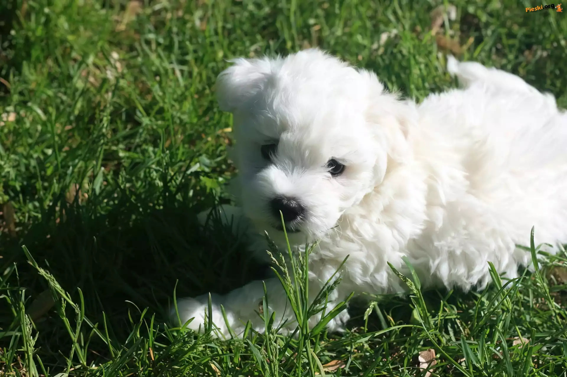Biały, Coton de Tulear