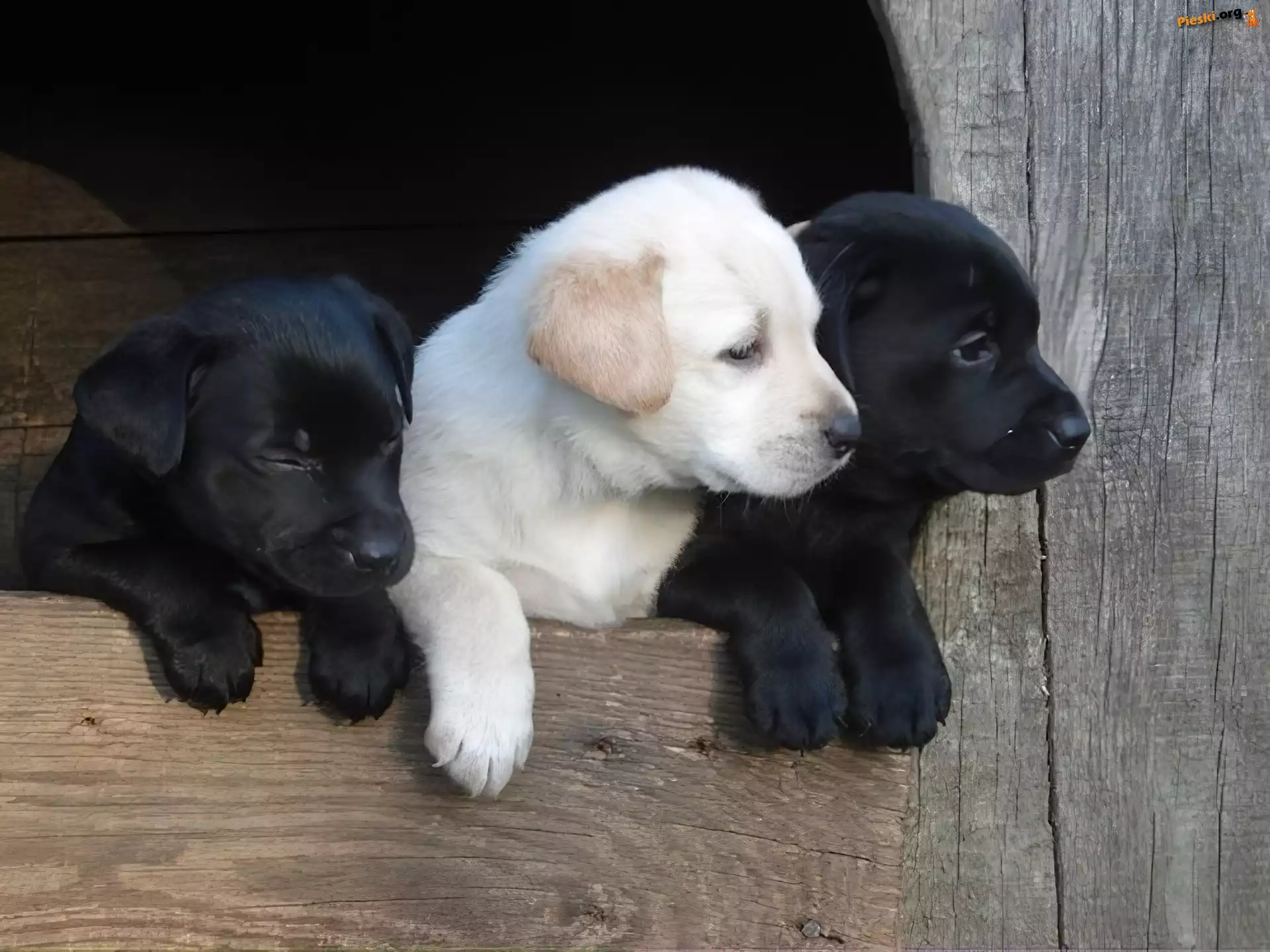 Labrador Retriever, Szczeniaki, Trzy