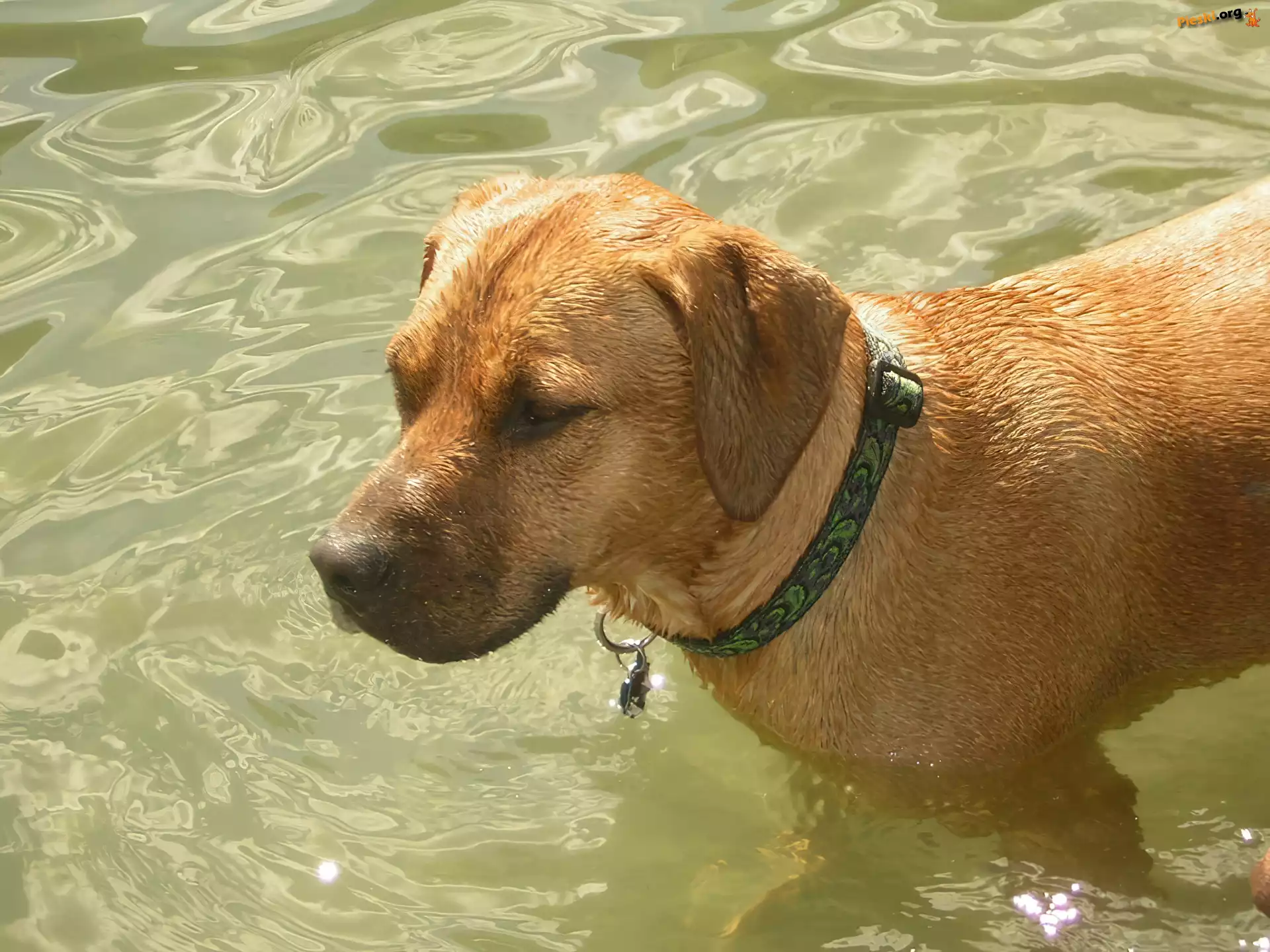woda, Rhodesian ridgeback, mokry
