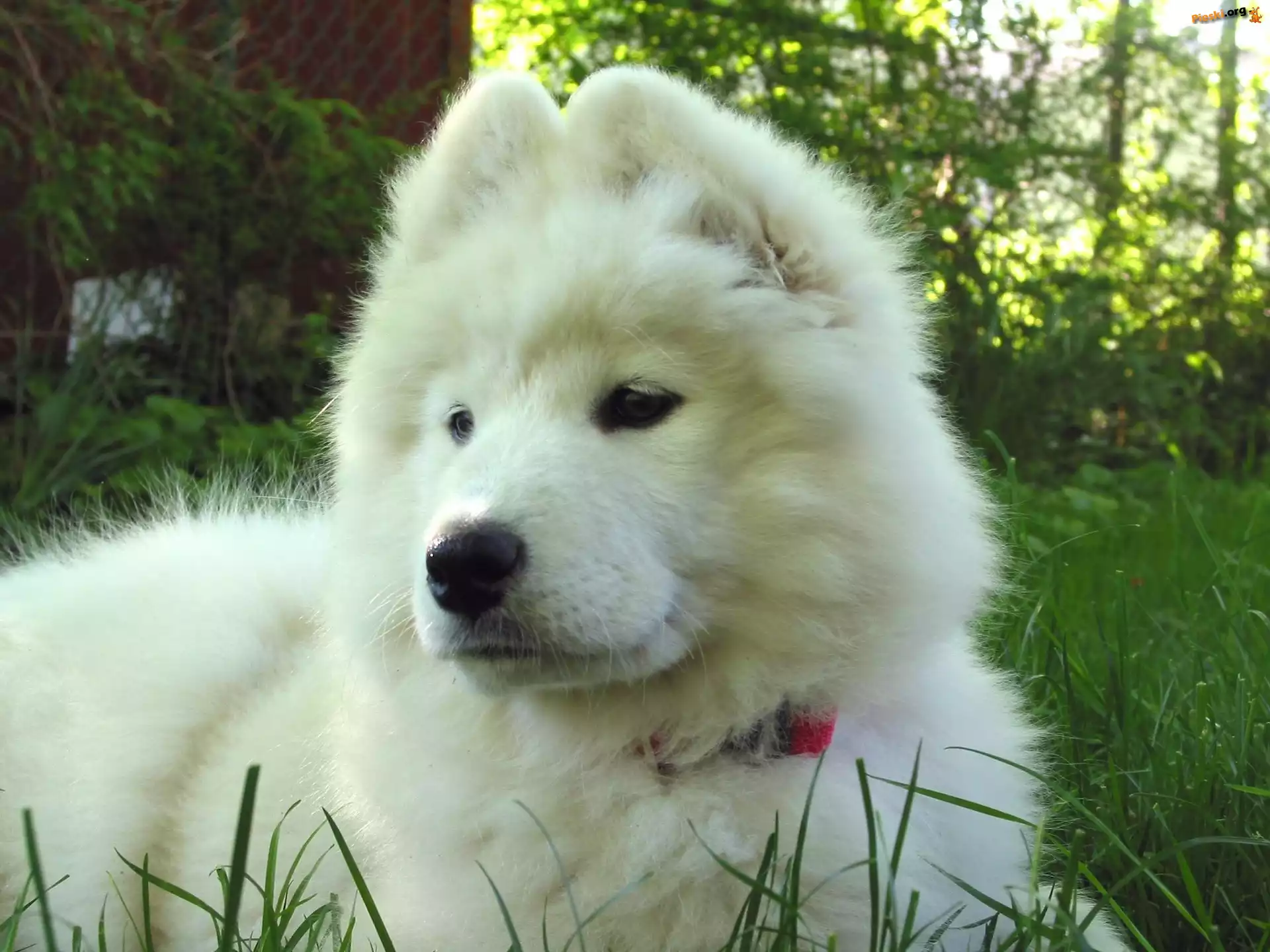 młody, Samojed