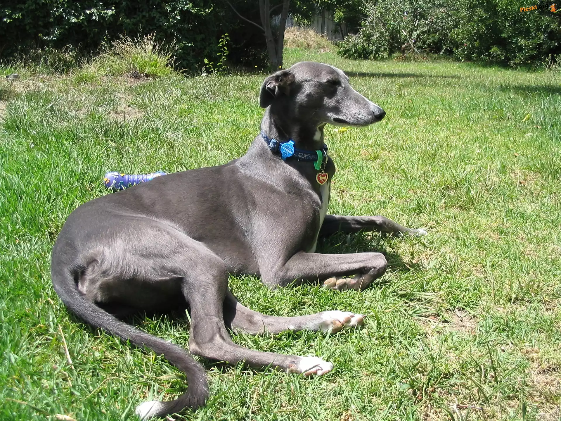 umaszczenie, szare, Greyhound