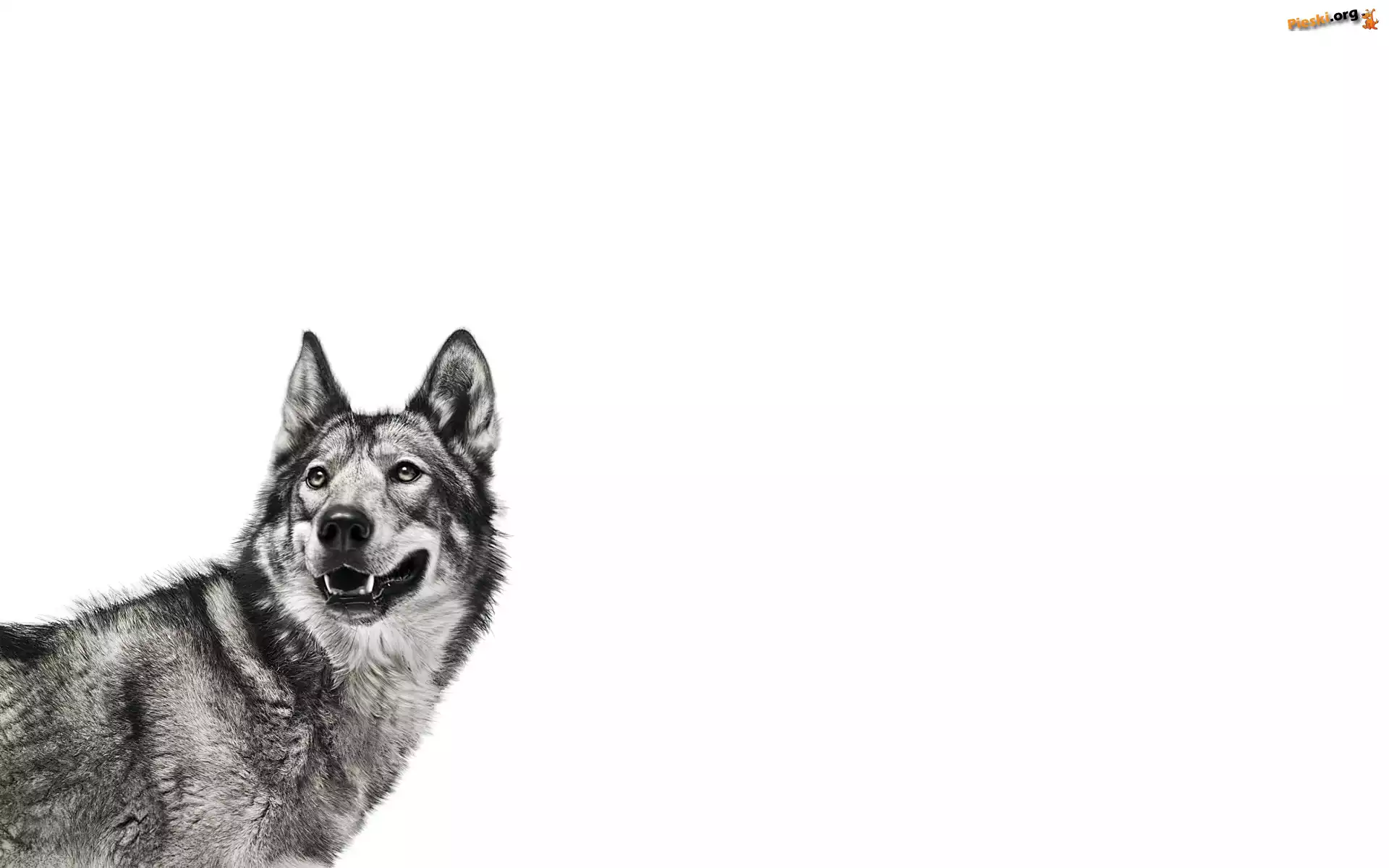 Siberian Husky, Uszy